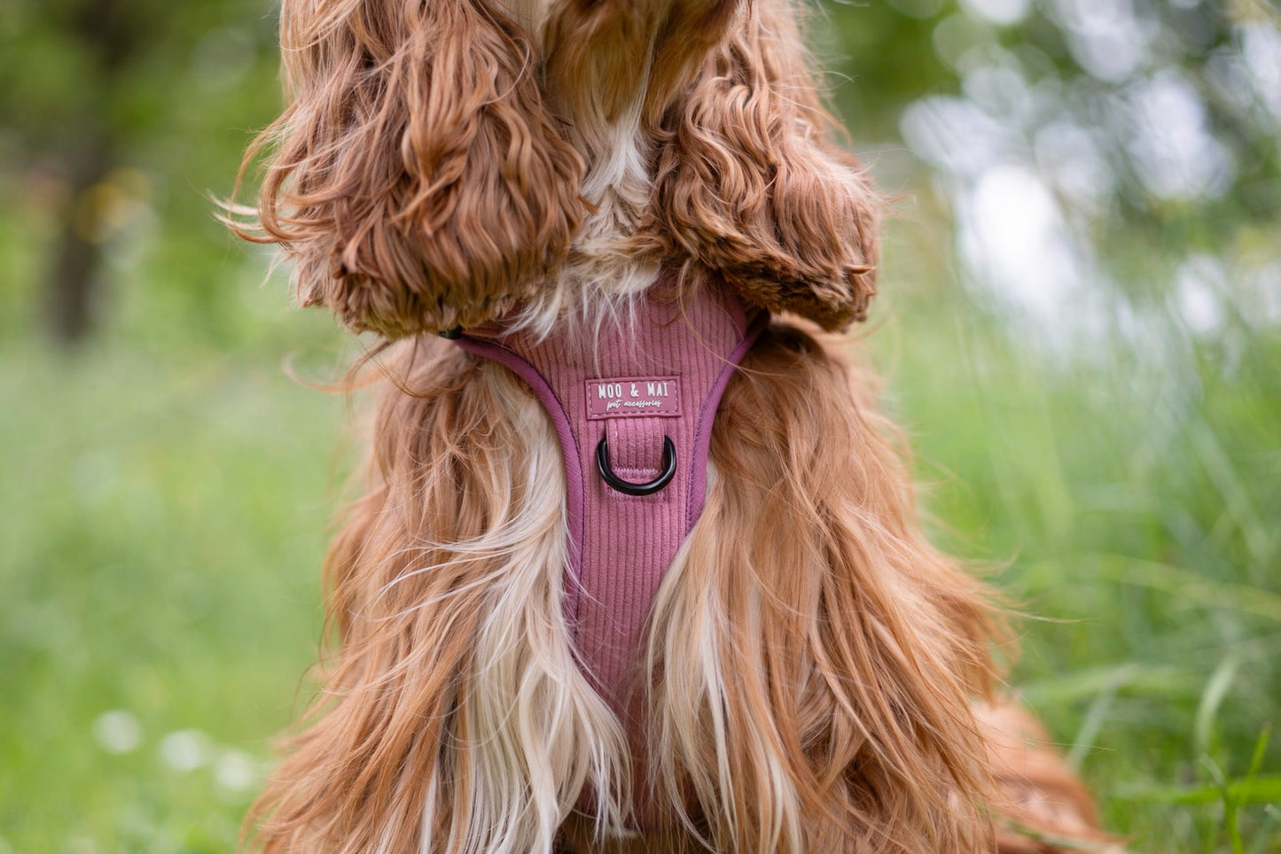 'Raspberry Ripple' - 3 Piece Walkies Bundle