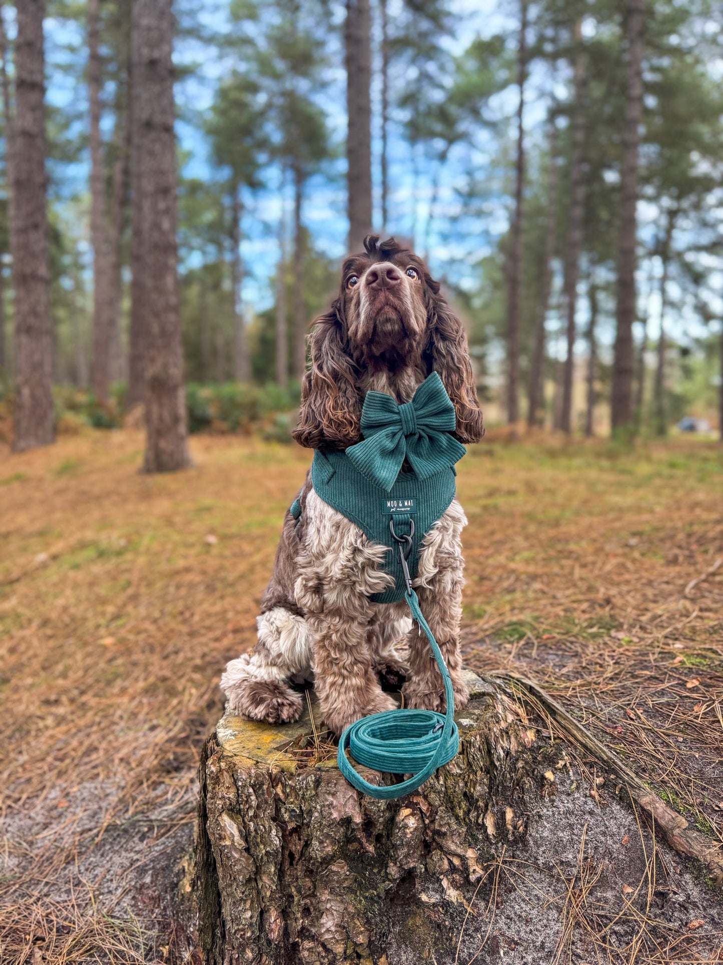 Midnight Moss - Full 5 Piece Walkies Bundle