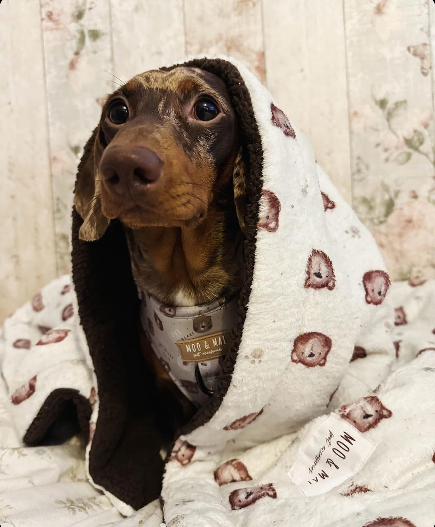 “Beary Cute” Blanket