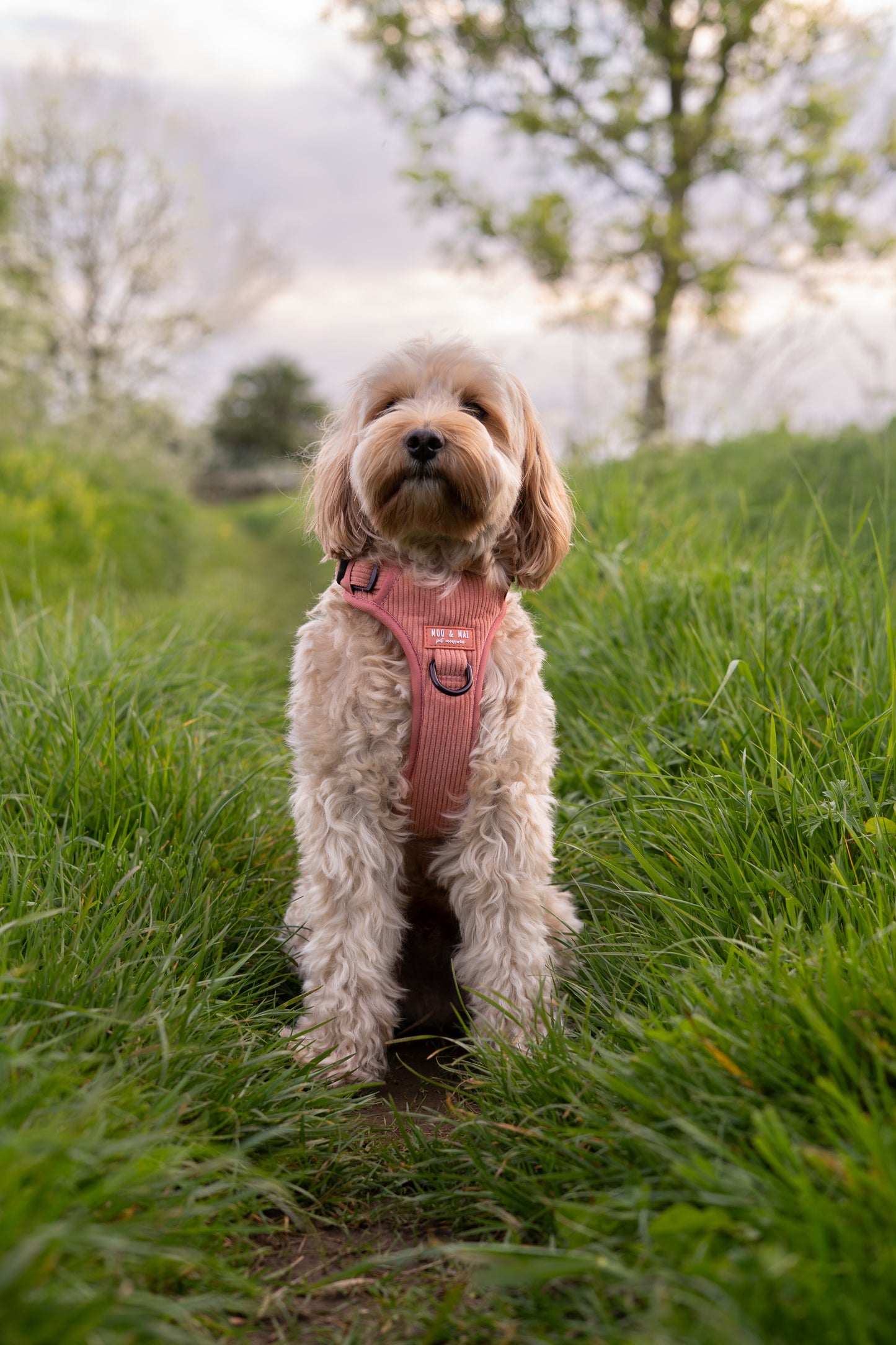 'Coral Cove' 3 Click Harness