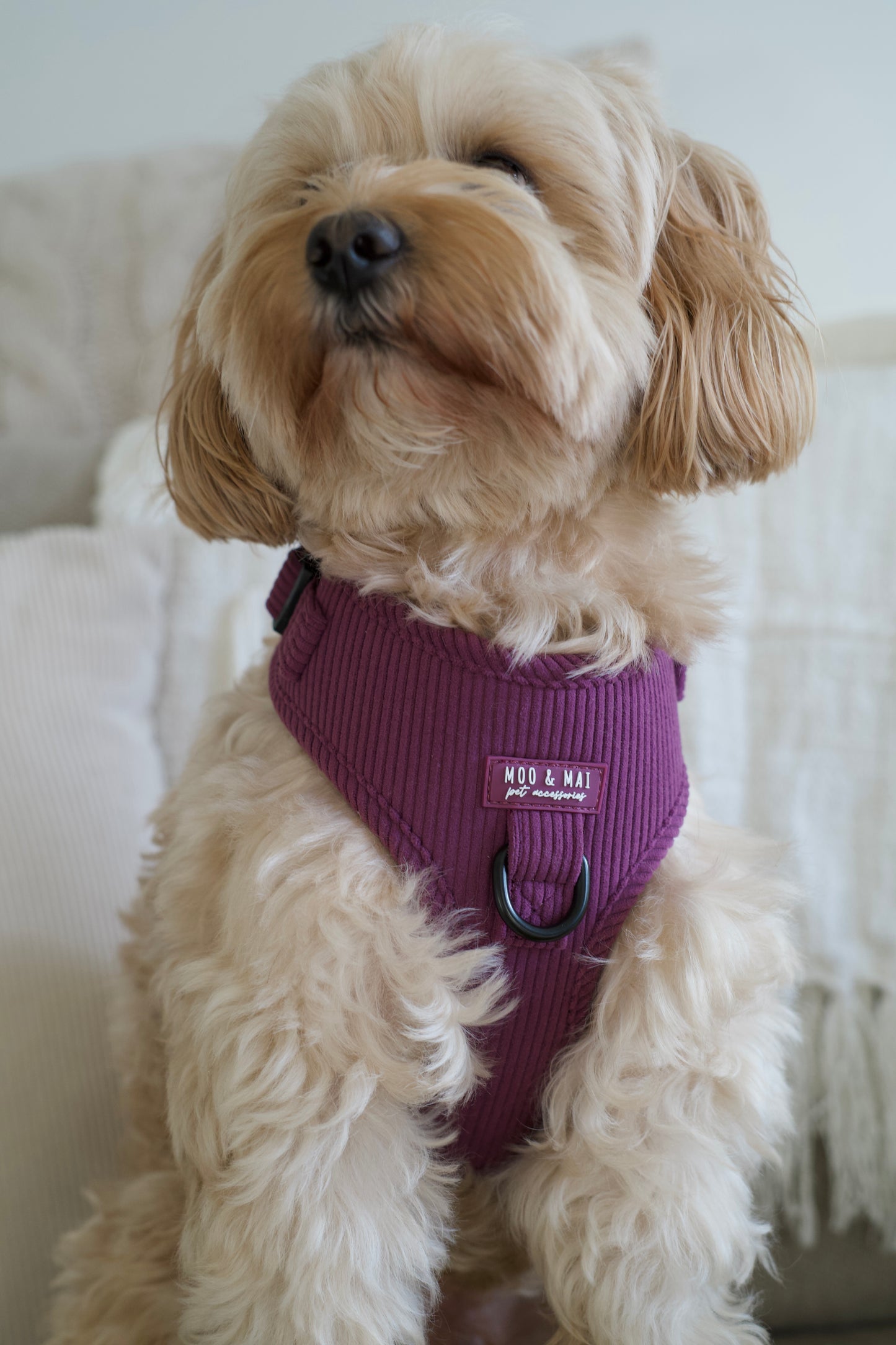 ‘Frosted Plum’ Adjustable Harness