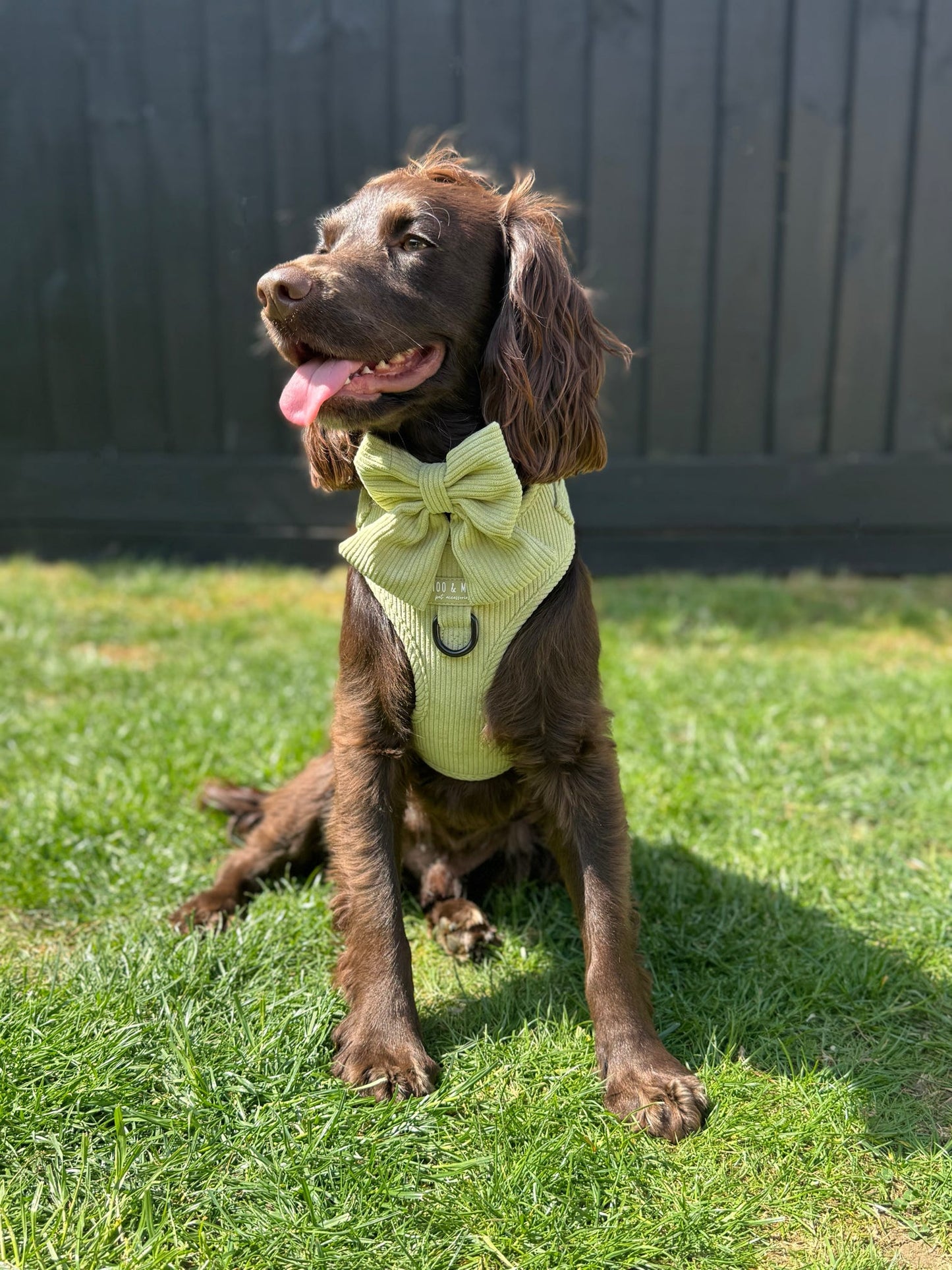 ‘Pistachio Paws’ Sailor Bow