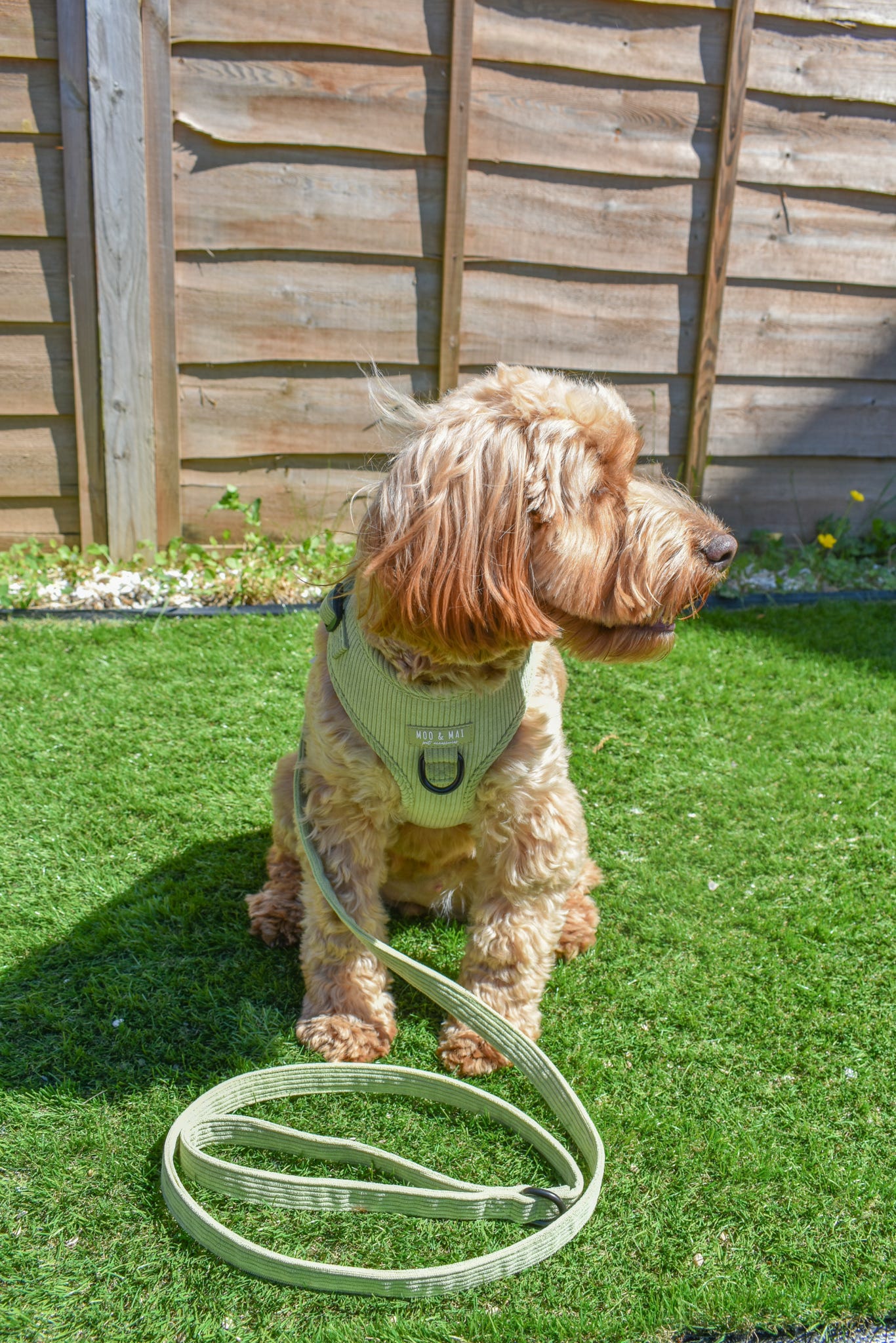‘Pistachio Paws’ 3 Piece Essentials Walkies set
