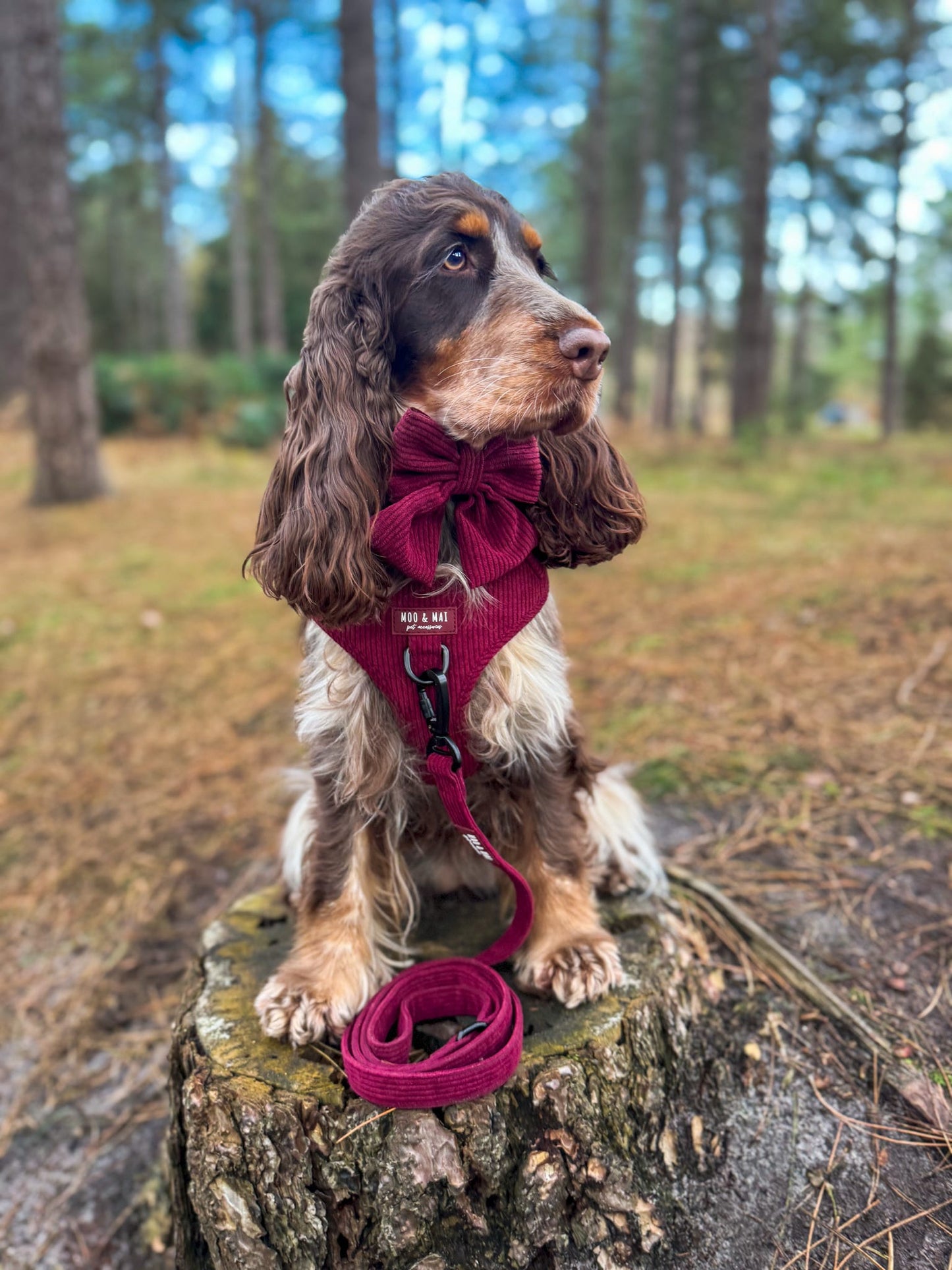Berry Bramble - Full 5 Piece Walkies Bundle