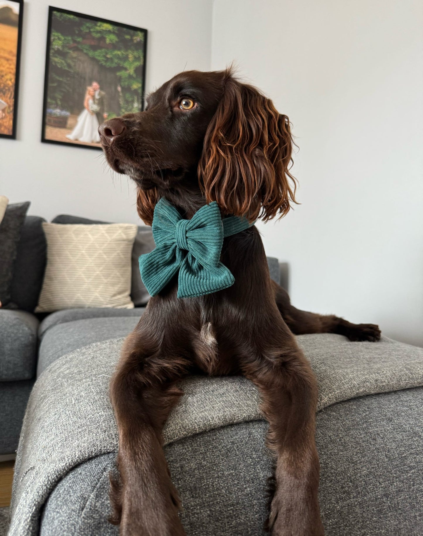 ‘Midnight Moss’ Sailor Bow