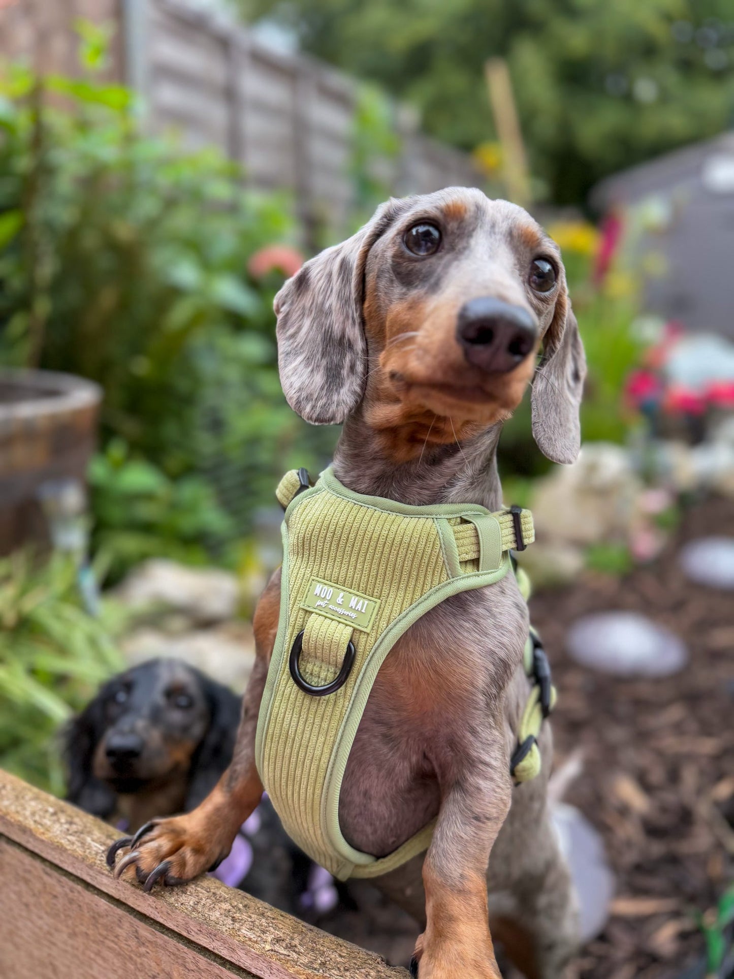 NEW 3 Click Harness - ‘Pistachio Paws’