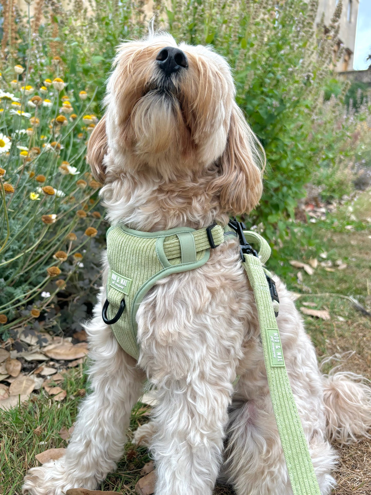 NEW 3 Click Harness - ‘Pistachio Paws’