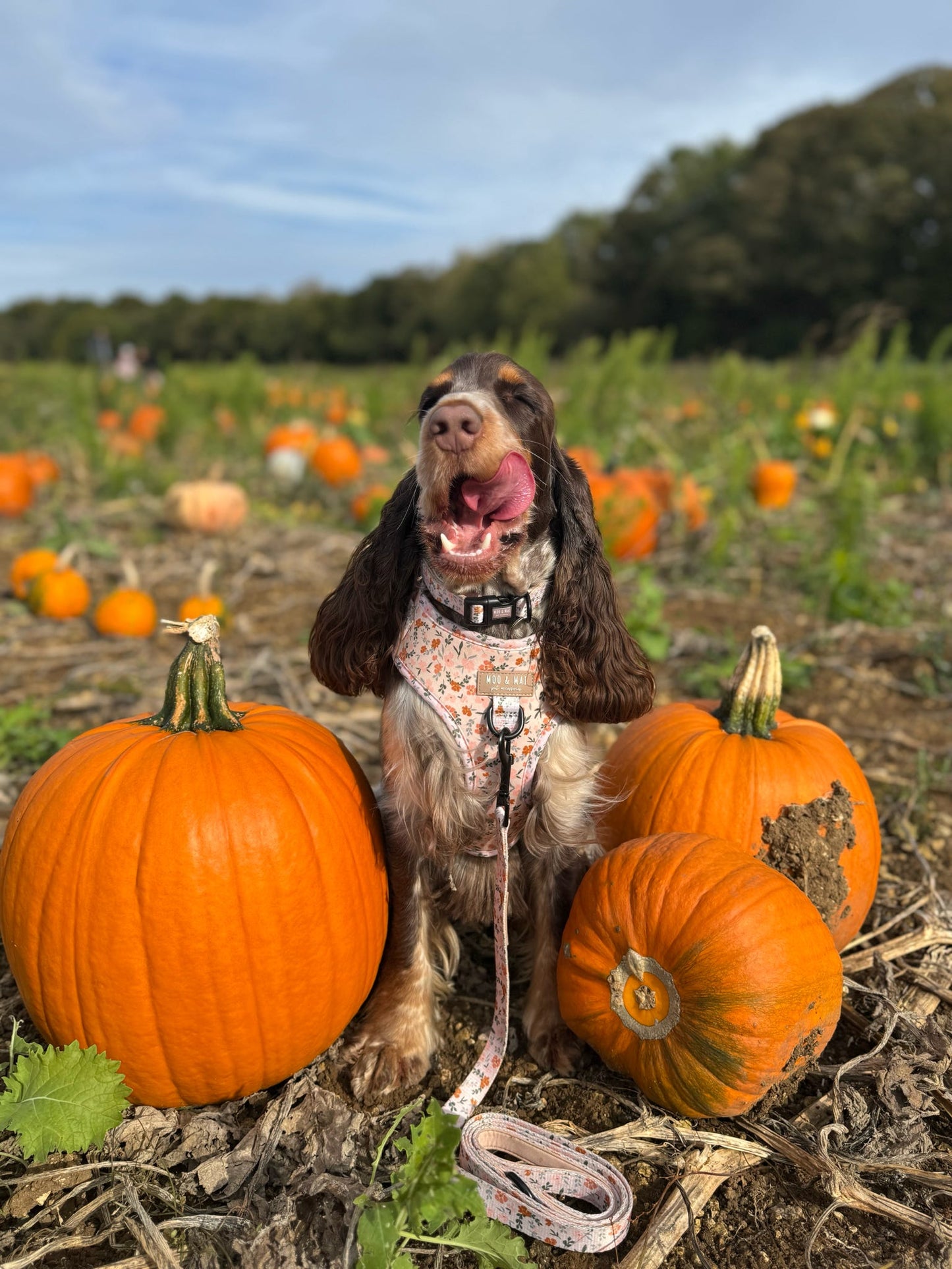 ‘Autumn Meadows’ Adjustable Harness