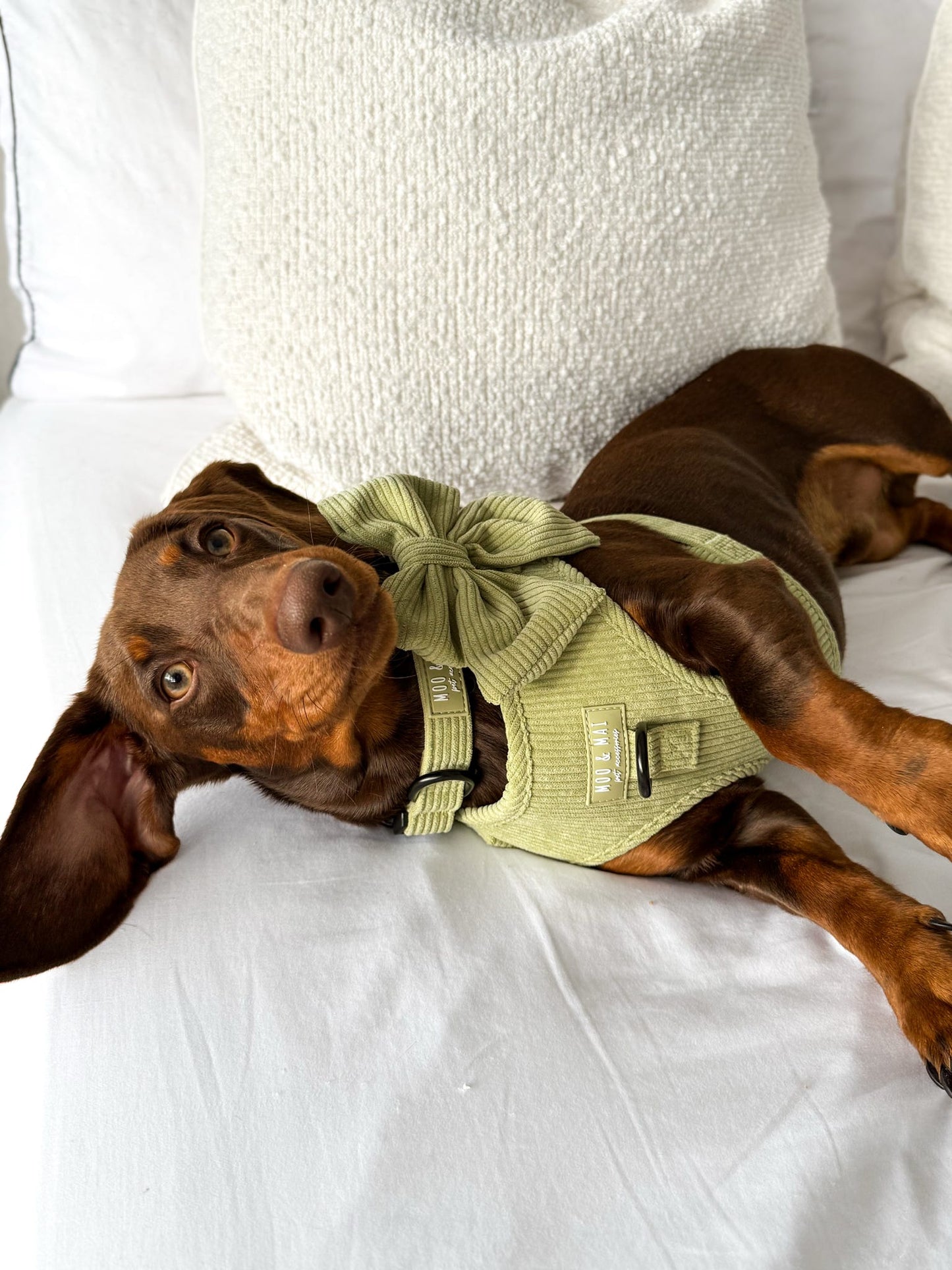 ‘Pistachio Paws’ - Adjustable Harness