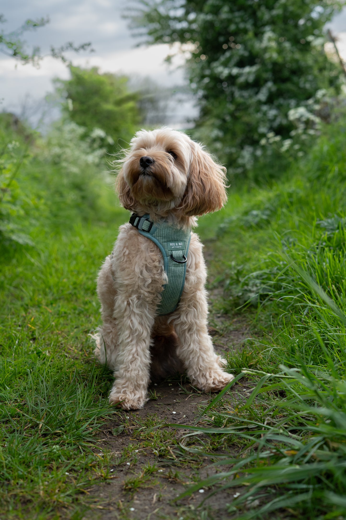 'Peppermint Tides' 3 Click Harness