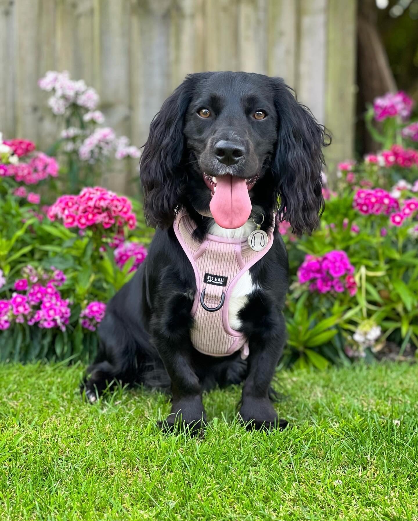 ‘Sunkissed Pink’ Tough/ 3 Click Harness