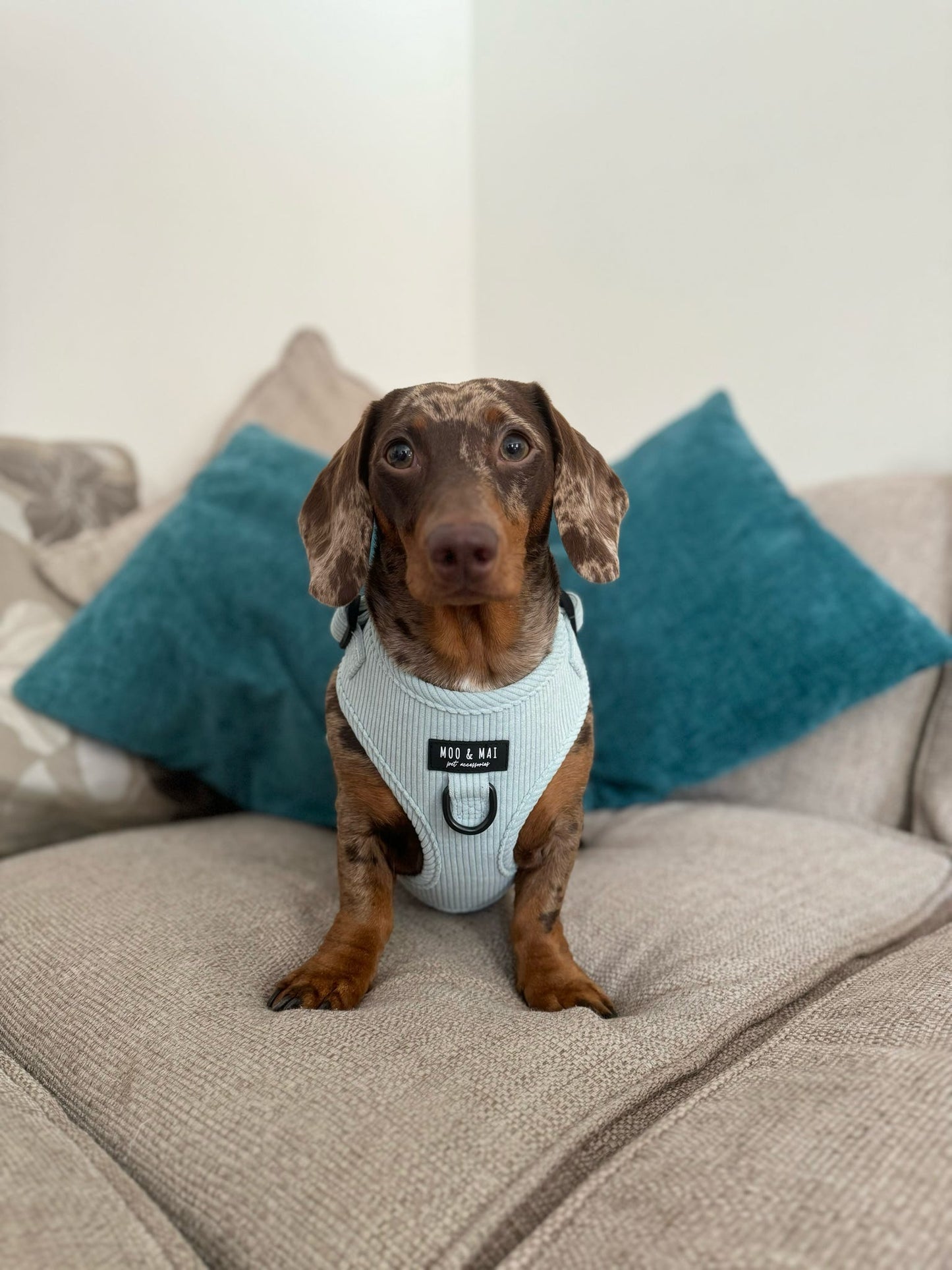 ‘Seafoam Blue’ Adjustable Harness