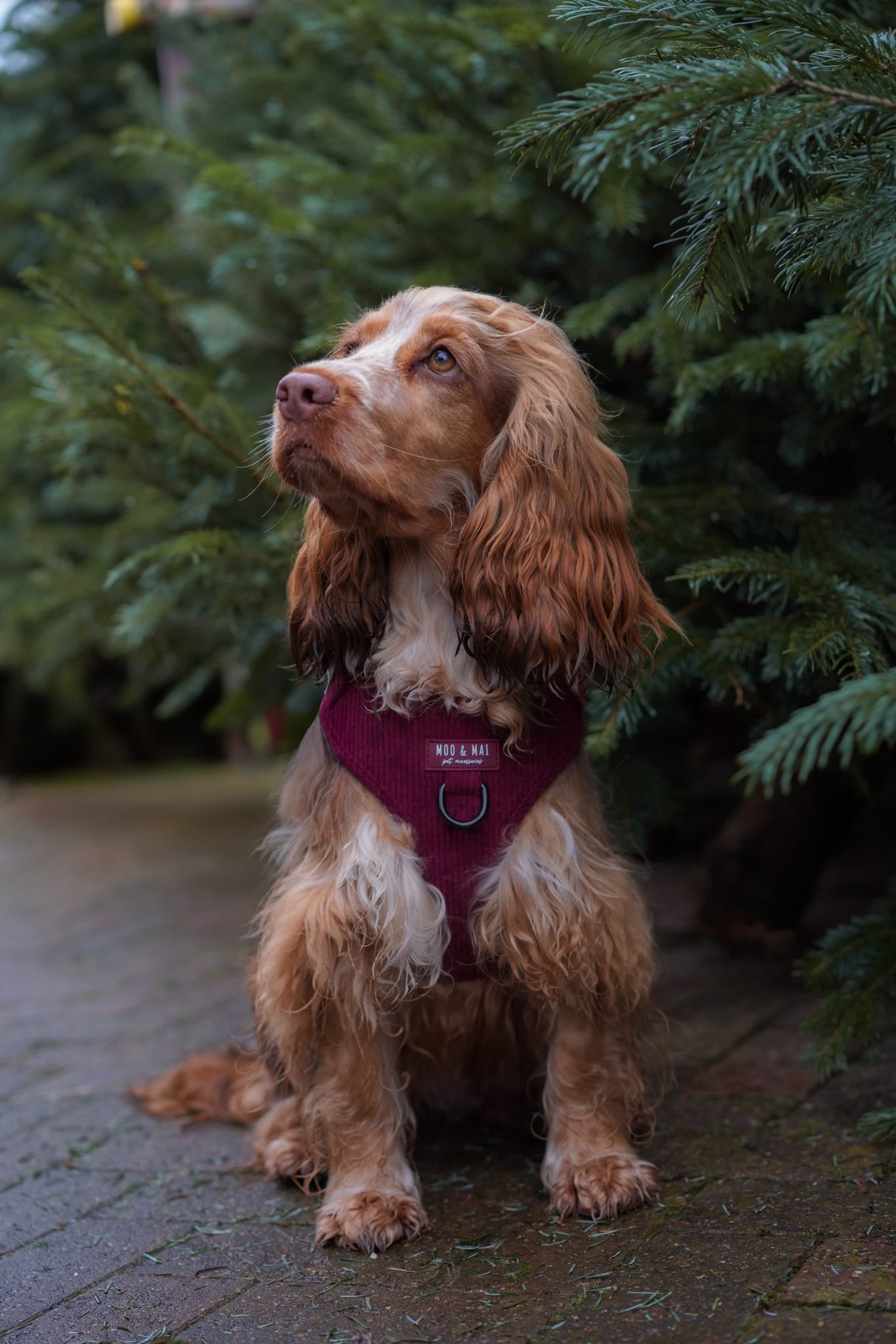 ‘Berry Bramble’ - Adjustable Harness
