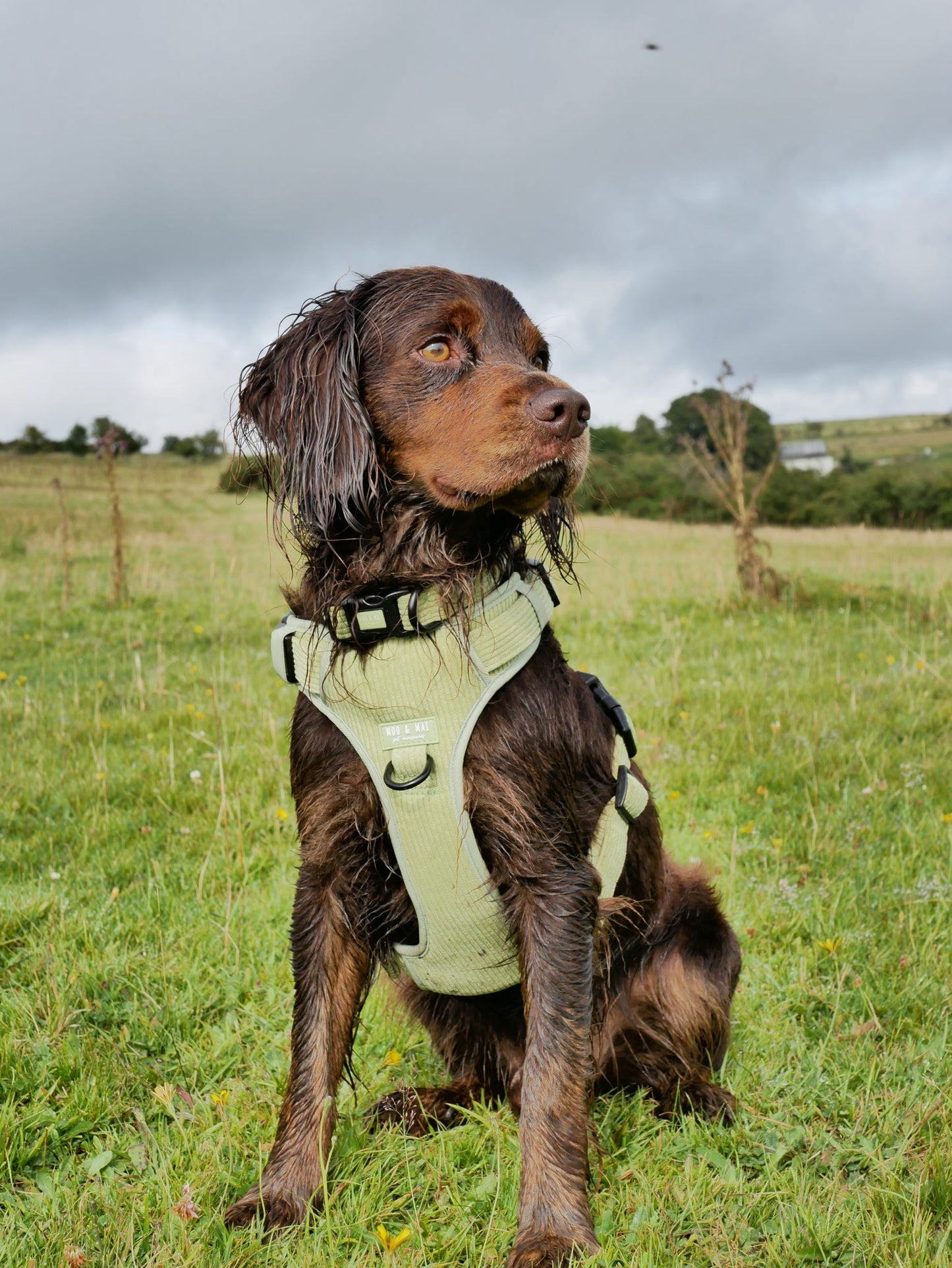 NEW 3 Click Harness - ‘Pistachio Paws’