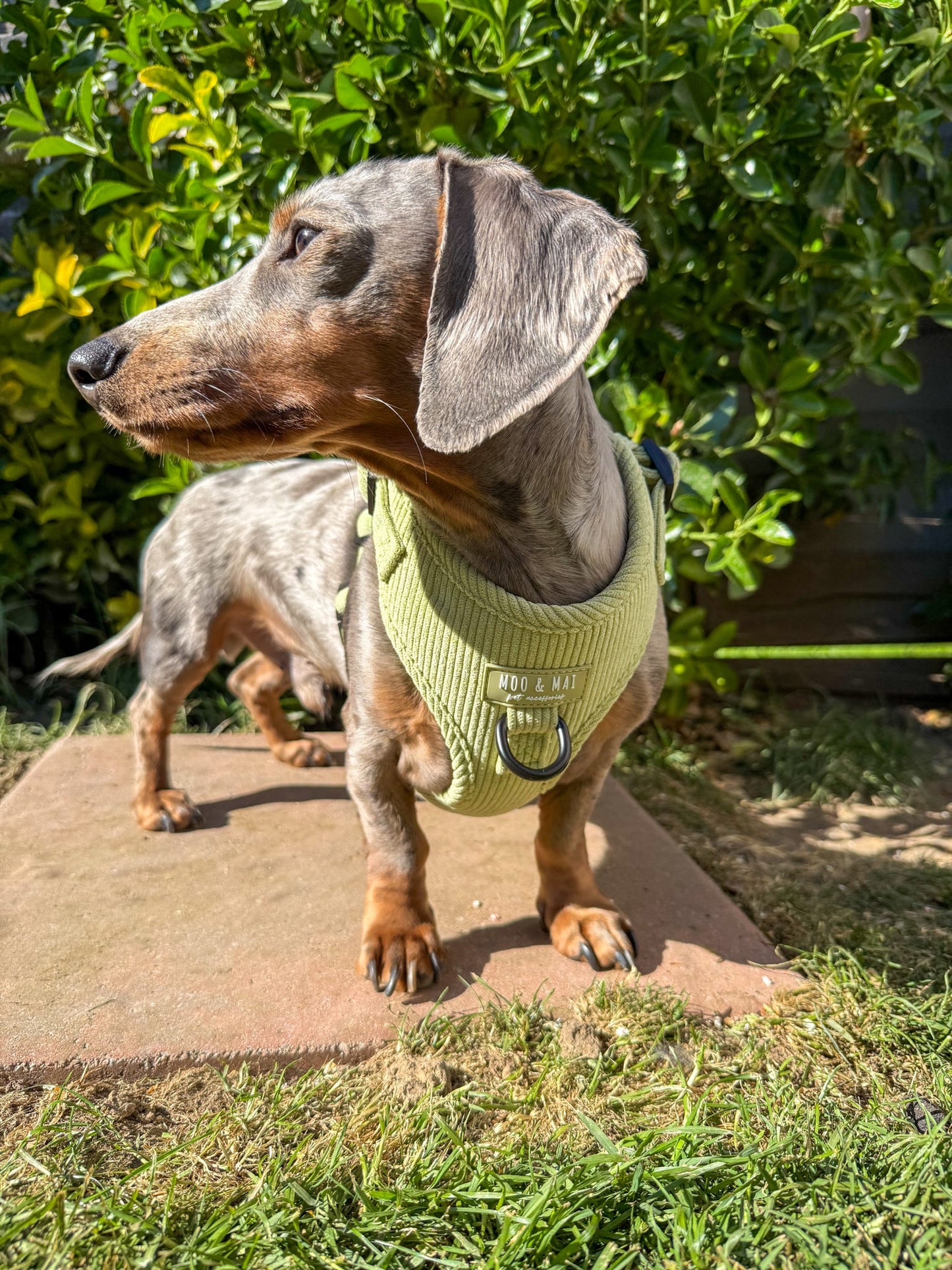 ‘Pistachio Paws’ - Adjustable Harness