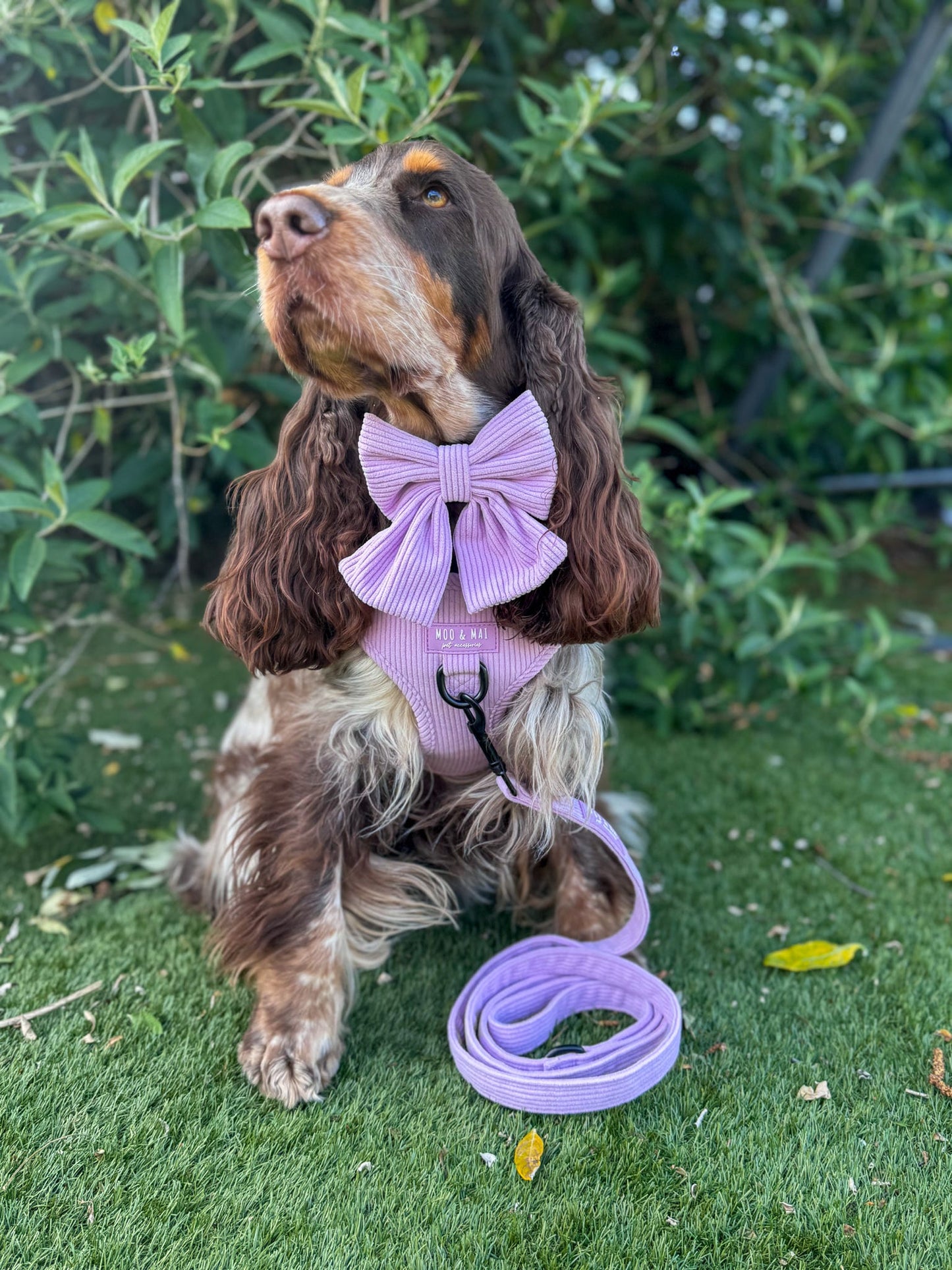 ‘Lavender Daze’ - Adjustable Harness
