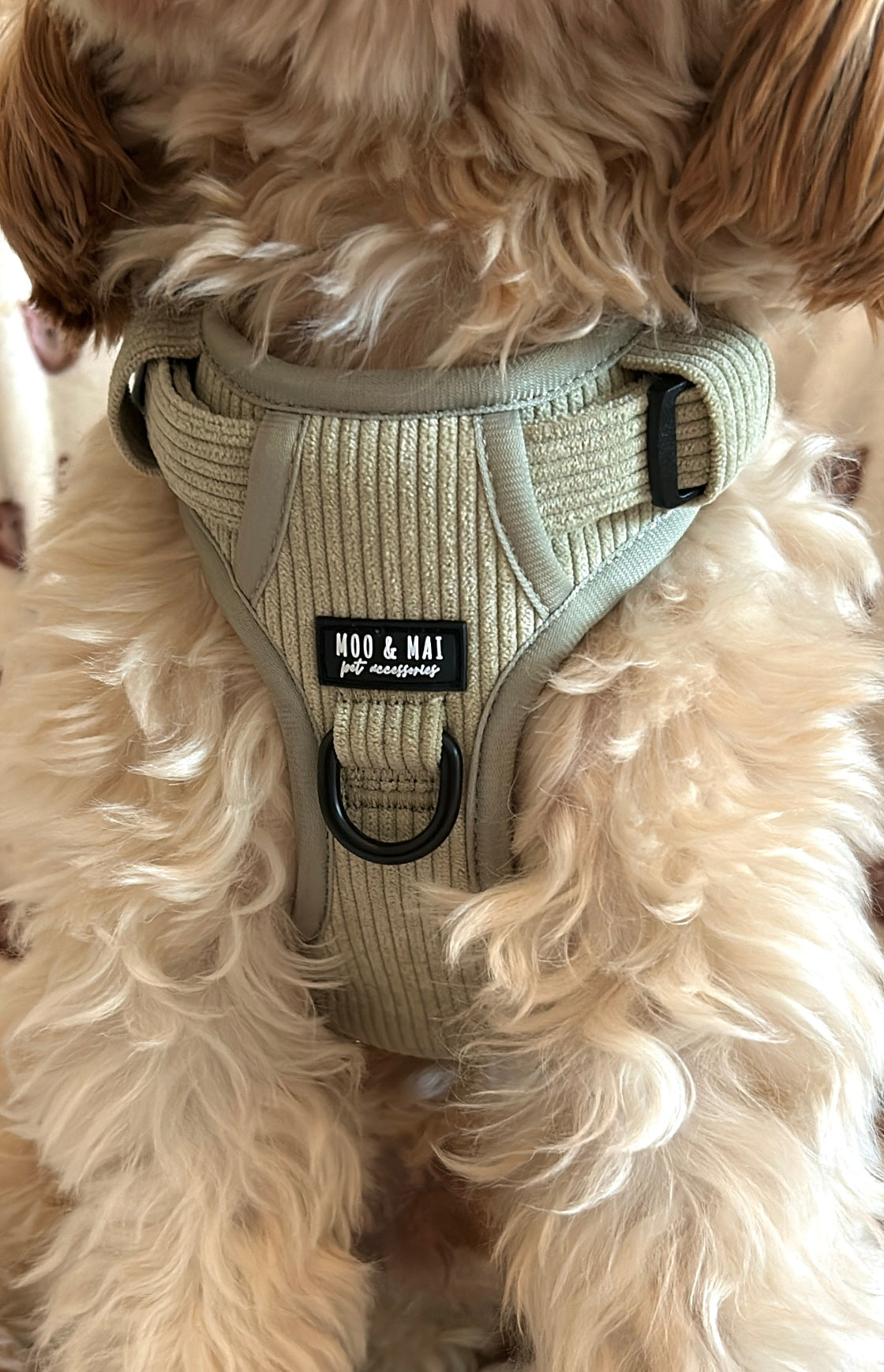 Milo's Matcha Bundle