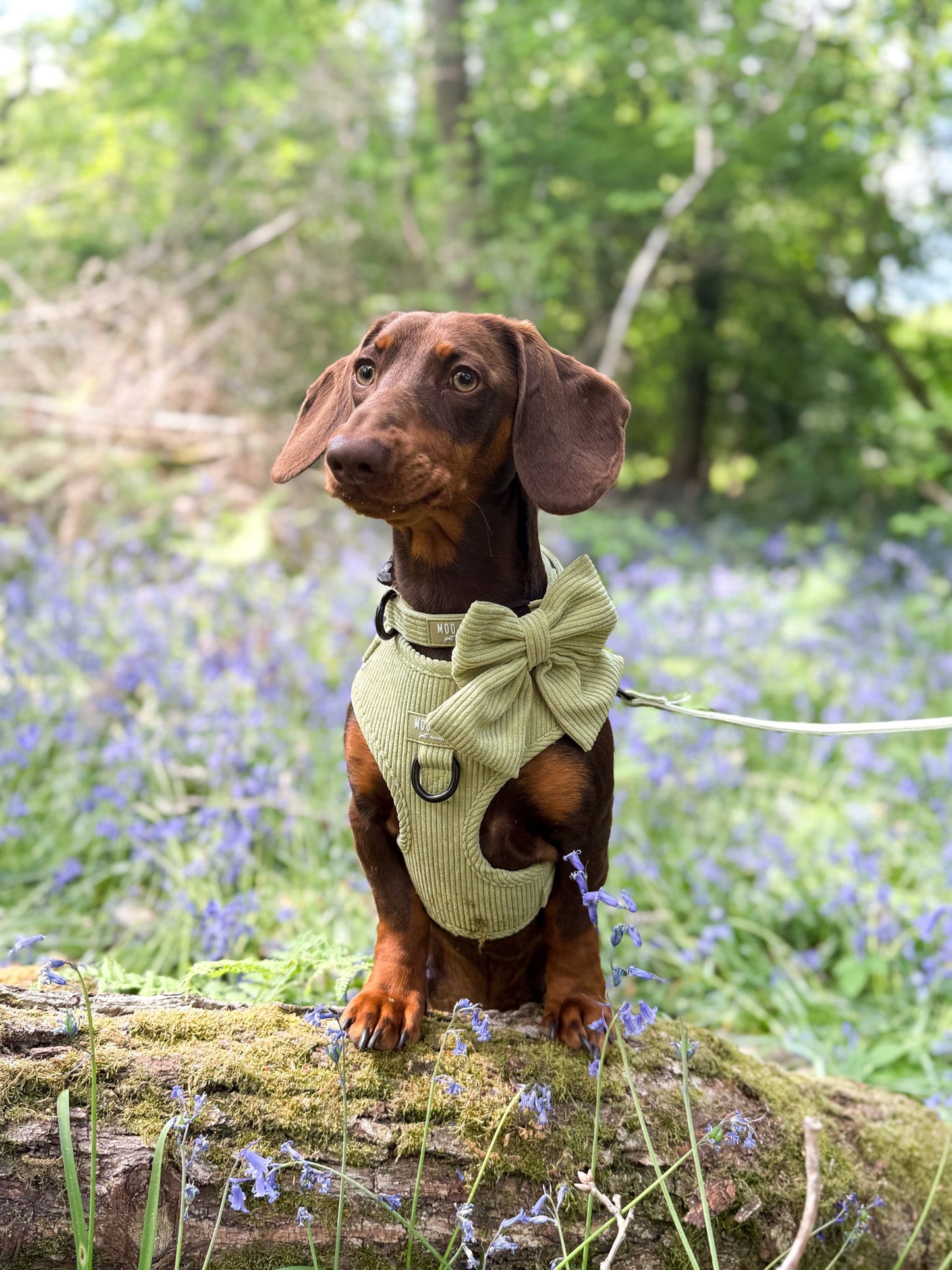 ‘Pistachio Paws’ Sailor Bow