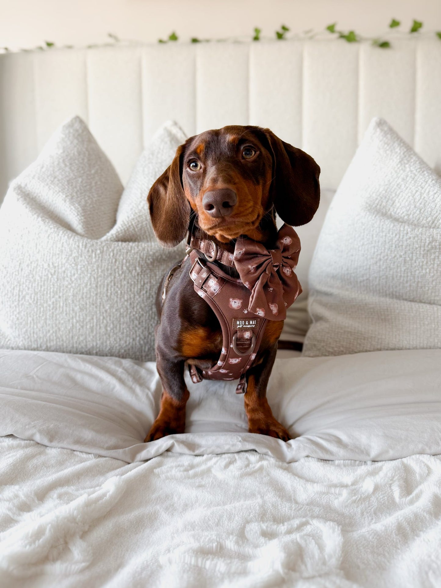 New ‘Beary Cute’ Sailor Bow