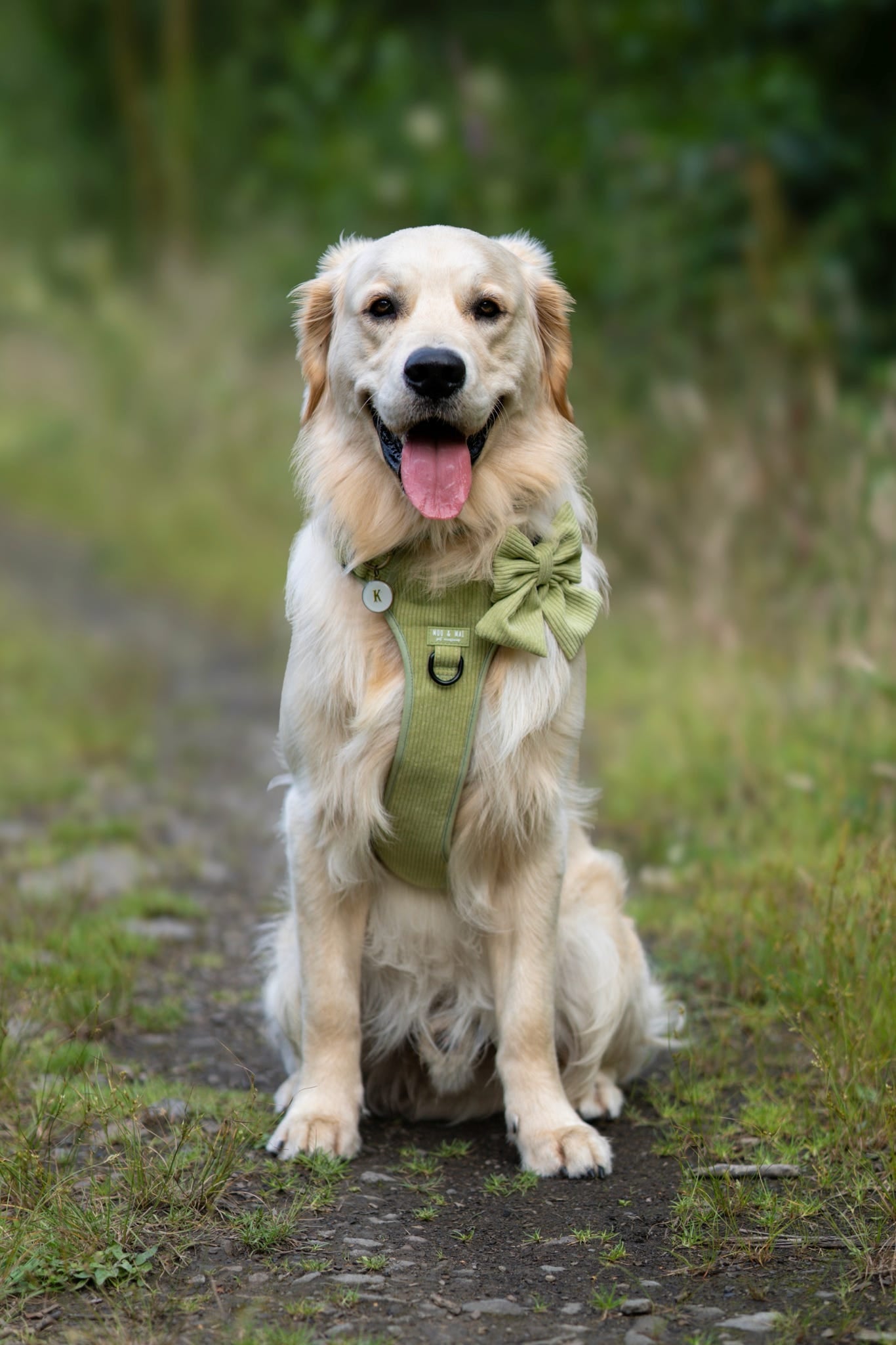 NEW 3 Click Harness - ‘Pistachio Paws’