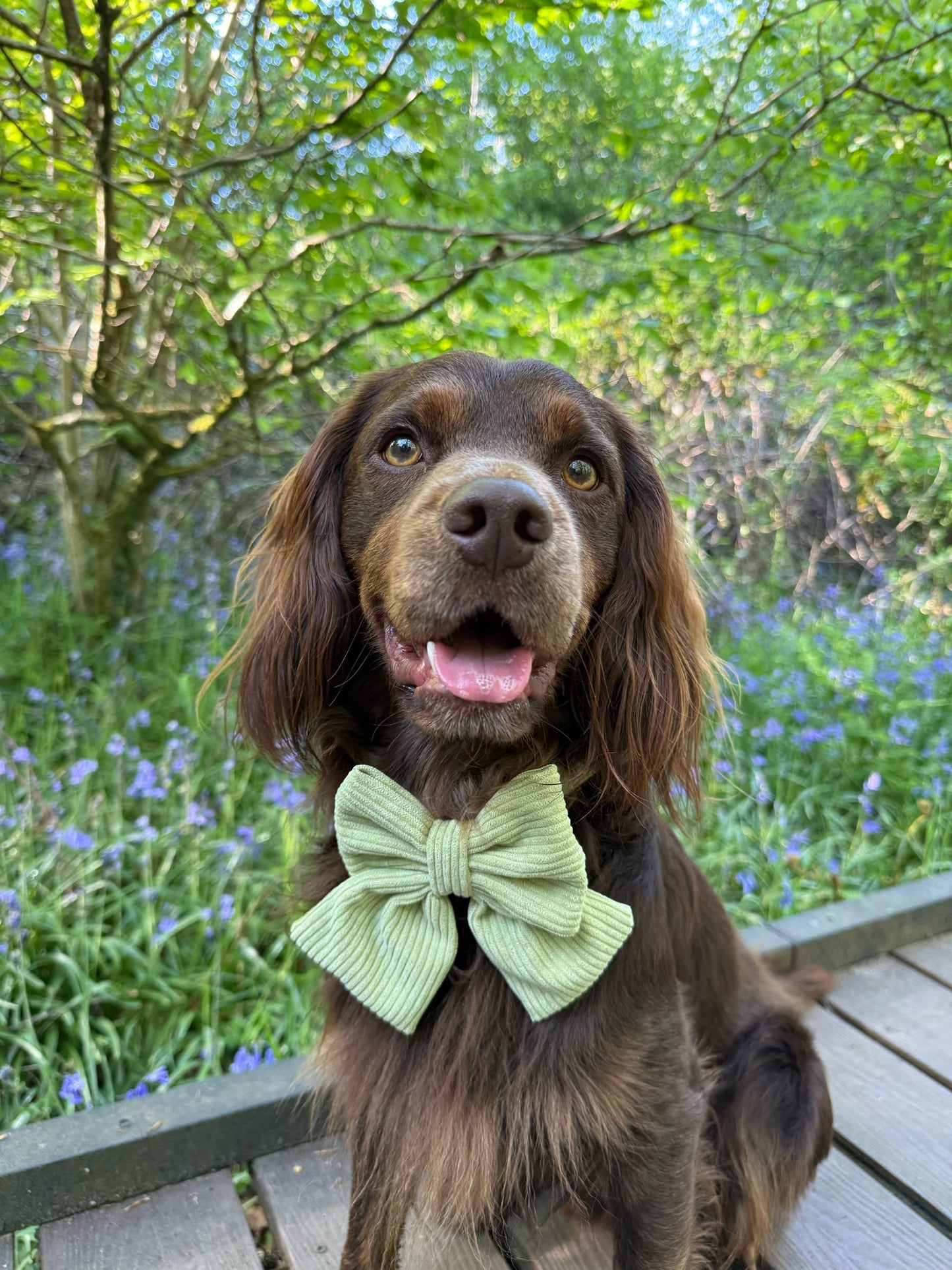 ‘Pistachio Paws’ Sailor Bow