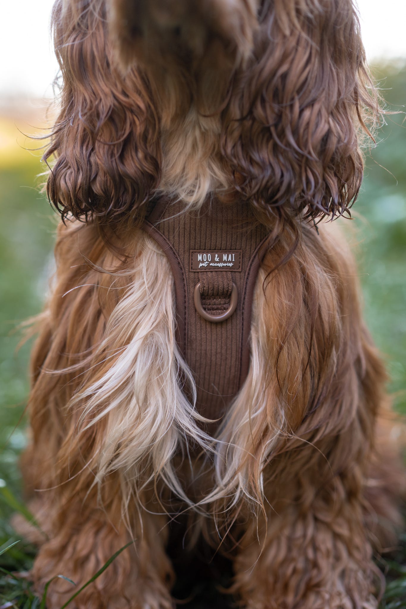 ‘Choc Chip’ 3 Piece Essentials Walkies Set