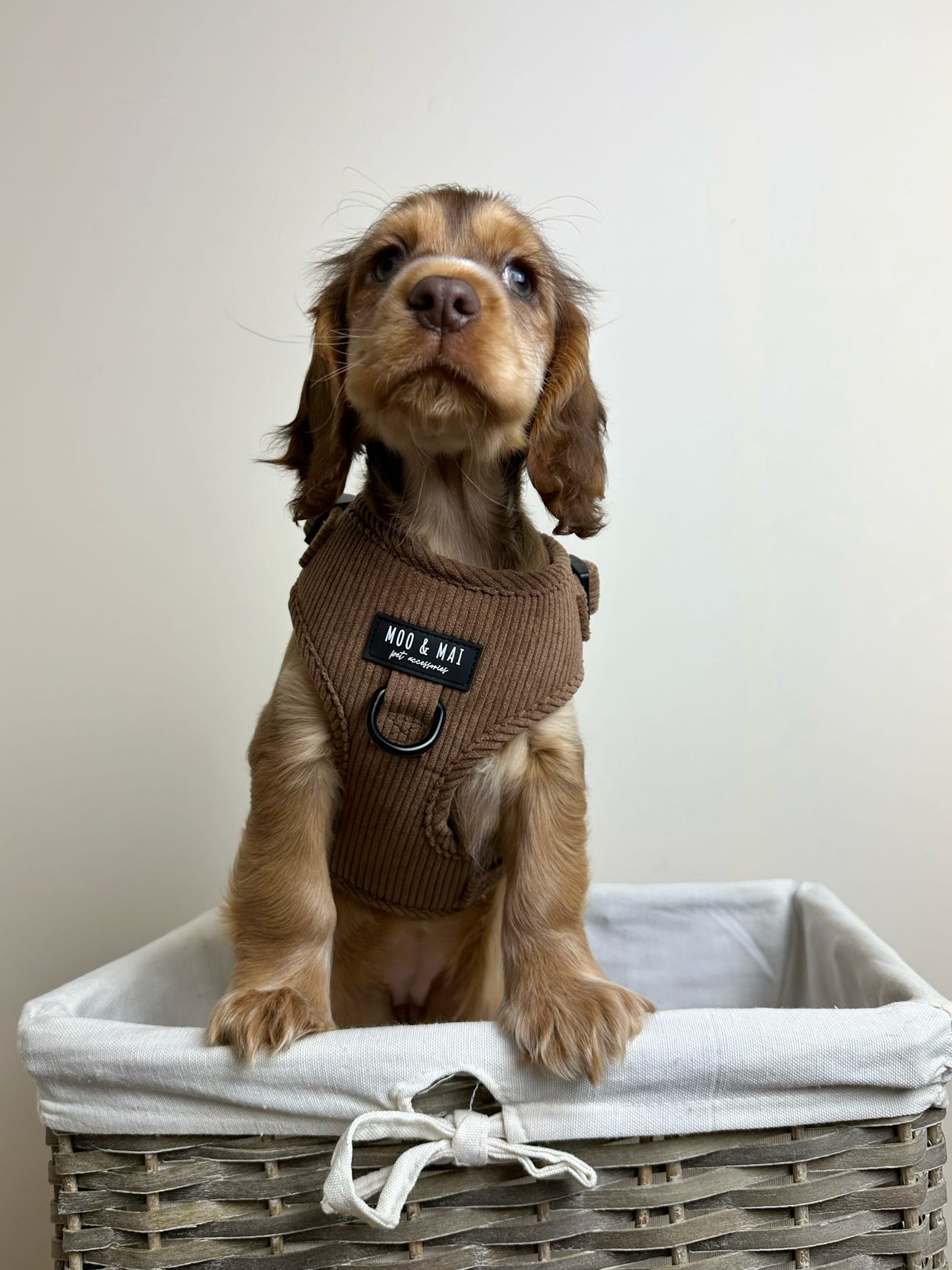 ‘Choc chip’ Adjustable Harness