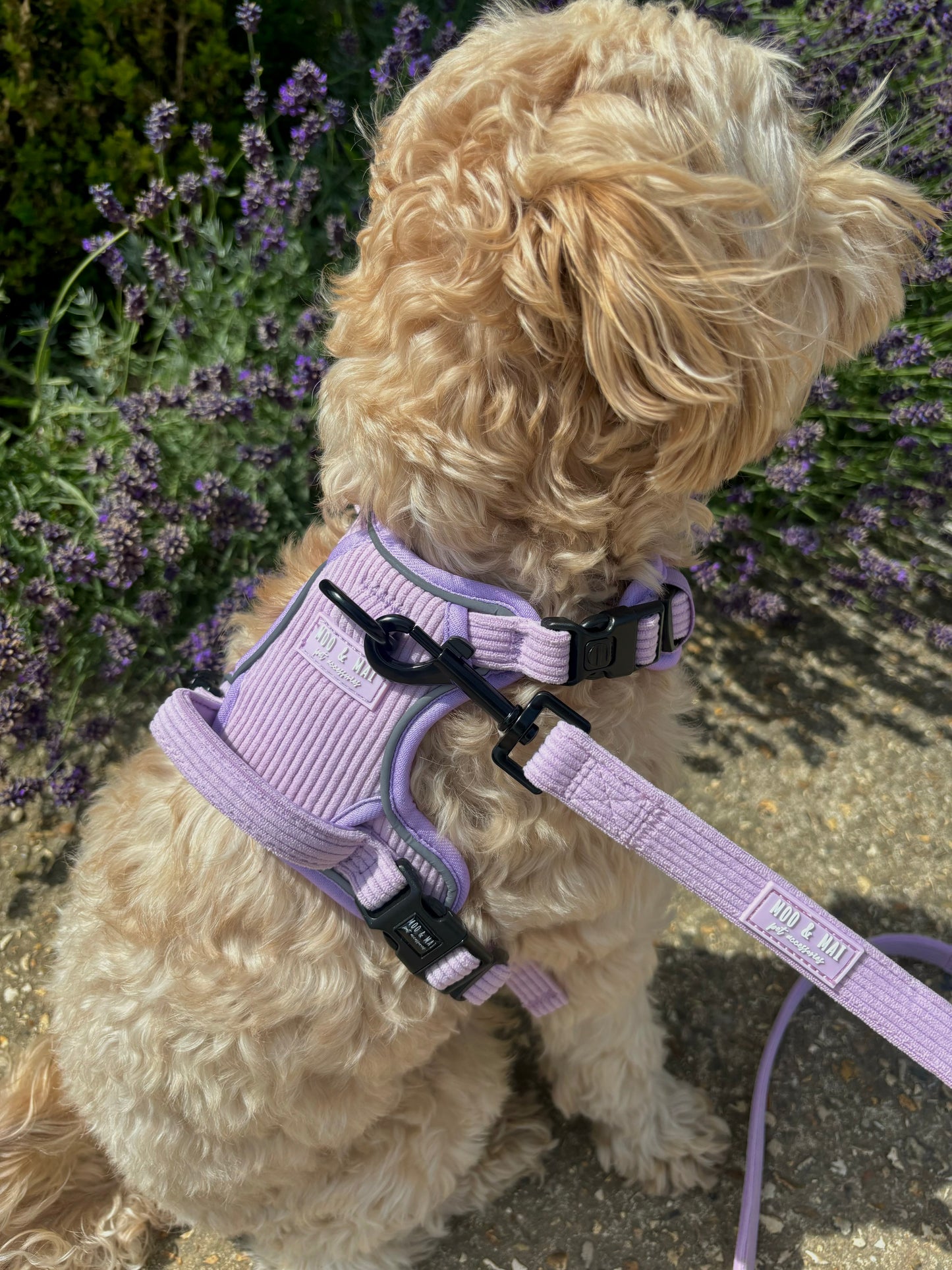 NEW 3 Click Harness - ‘Lavender Daze’
