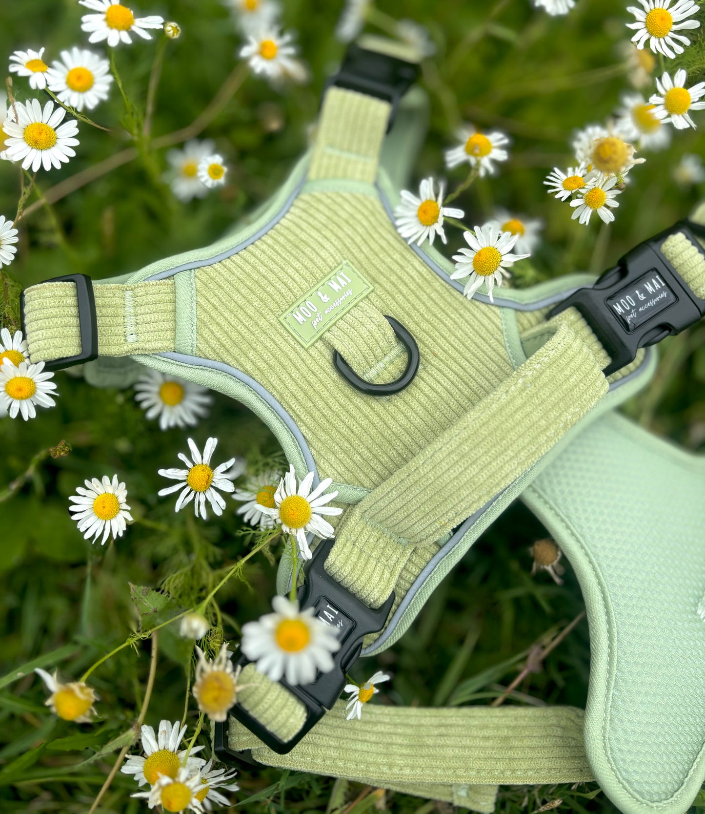 NEW 3 Click Harness - ‘Pistachio Paws’
