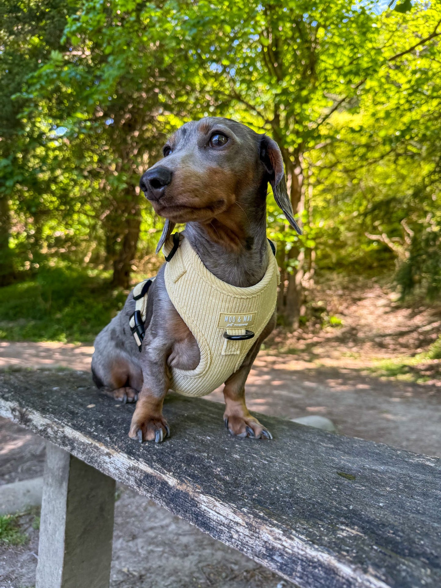 ‘Buttercream Bliss’ - Adjustable Harness