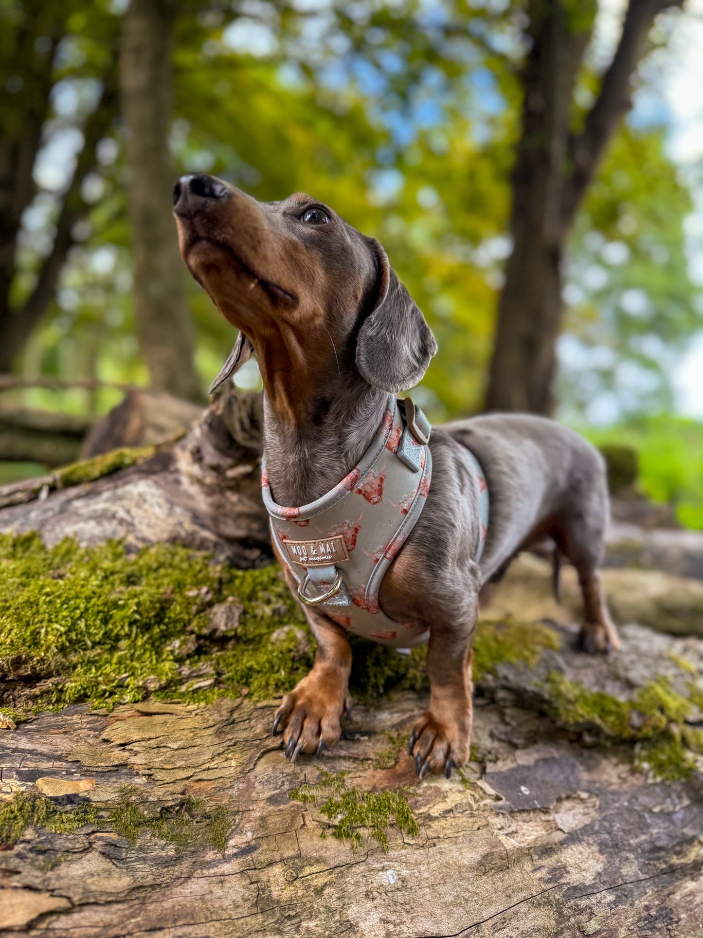 ‘Milo Moo’ Adjustable Harness