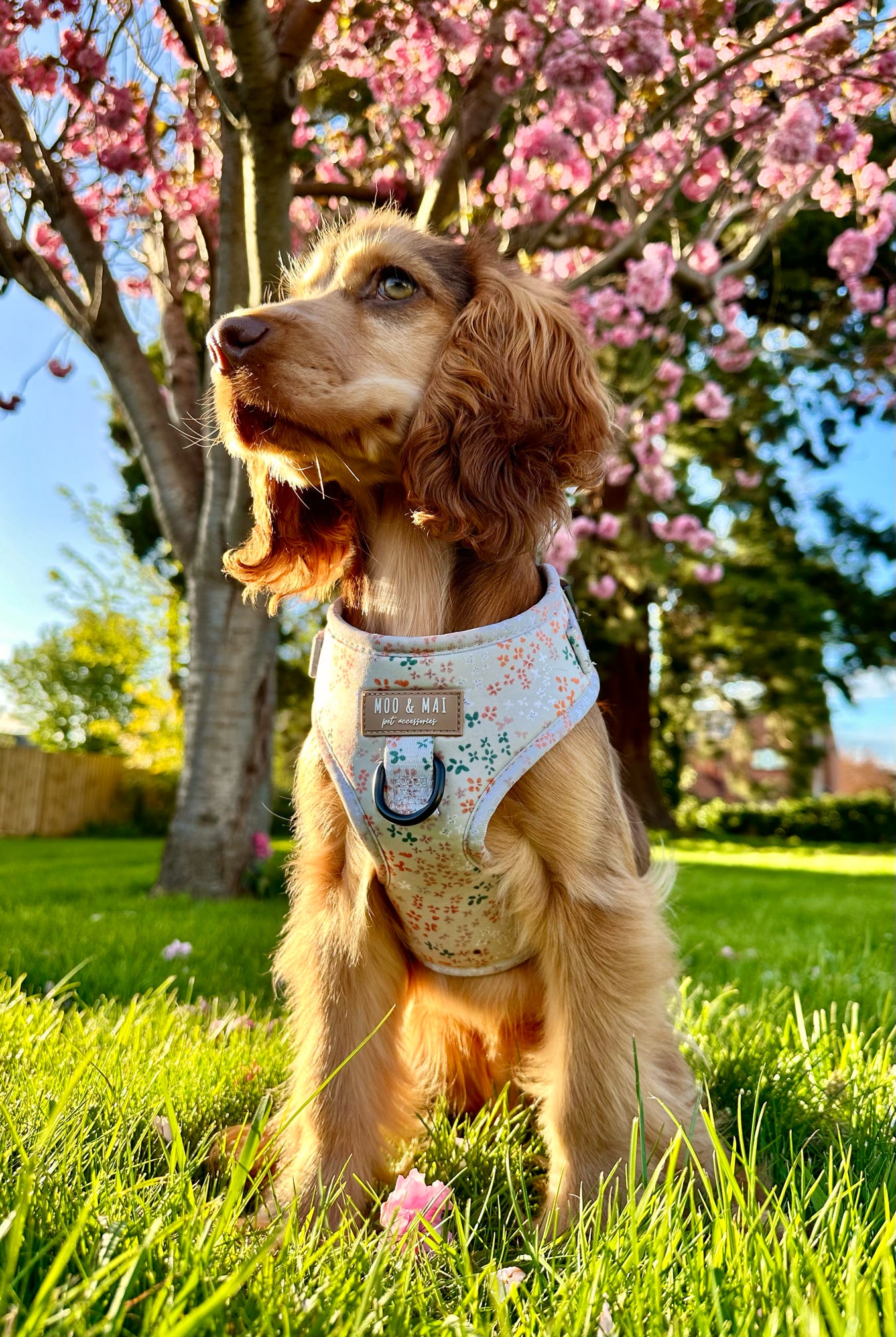 “Ditsy Daisy” Adjustable Harness