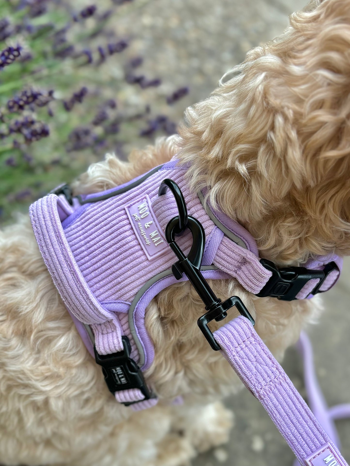 NEW 3 Click Harness - ‘Lavender Daze’