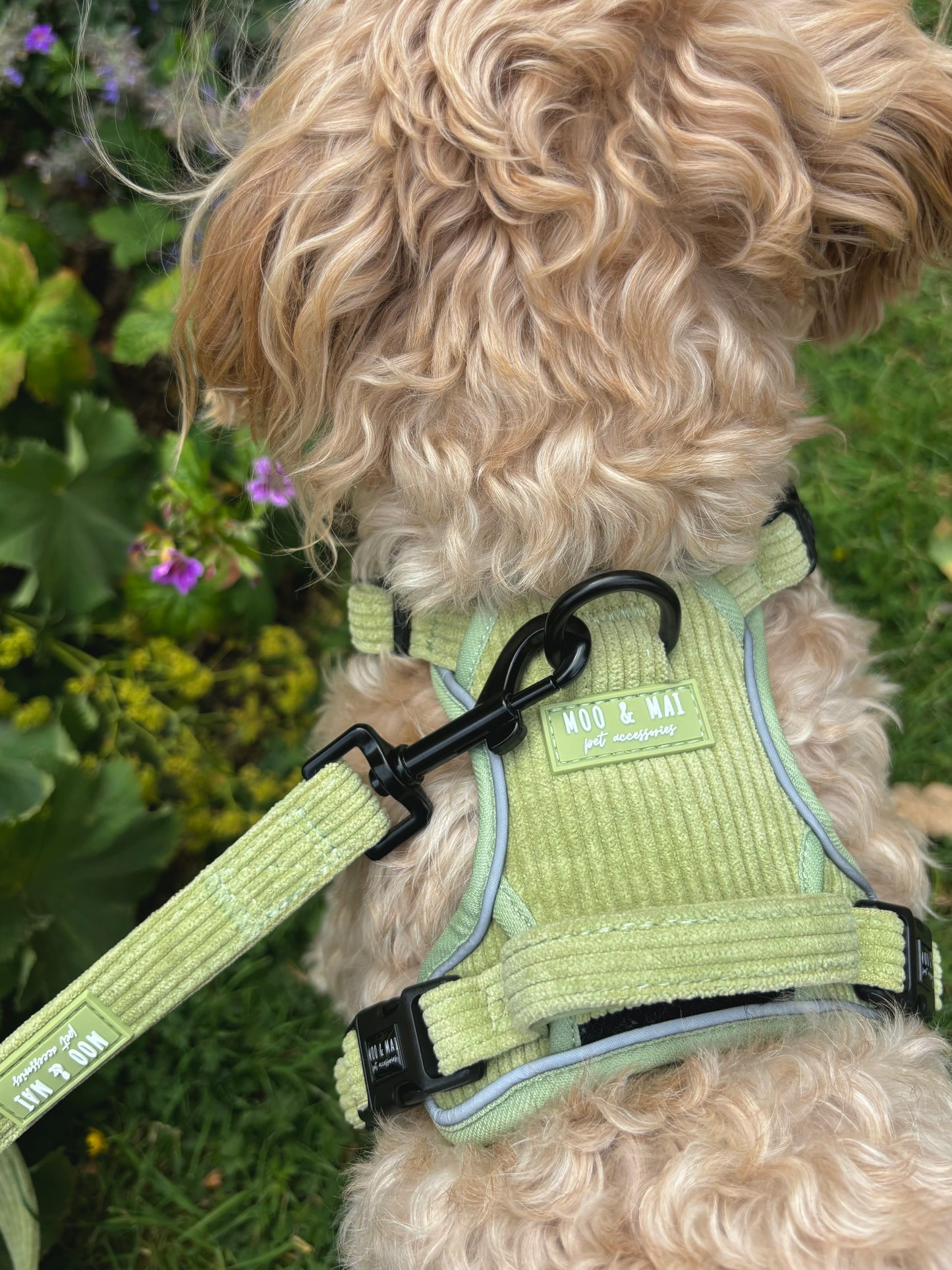 NEW 3 Click Harness - ‘Pistachio Paws’