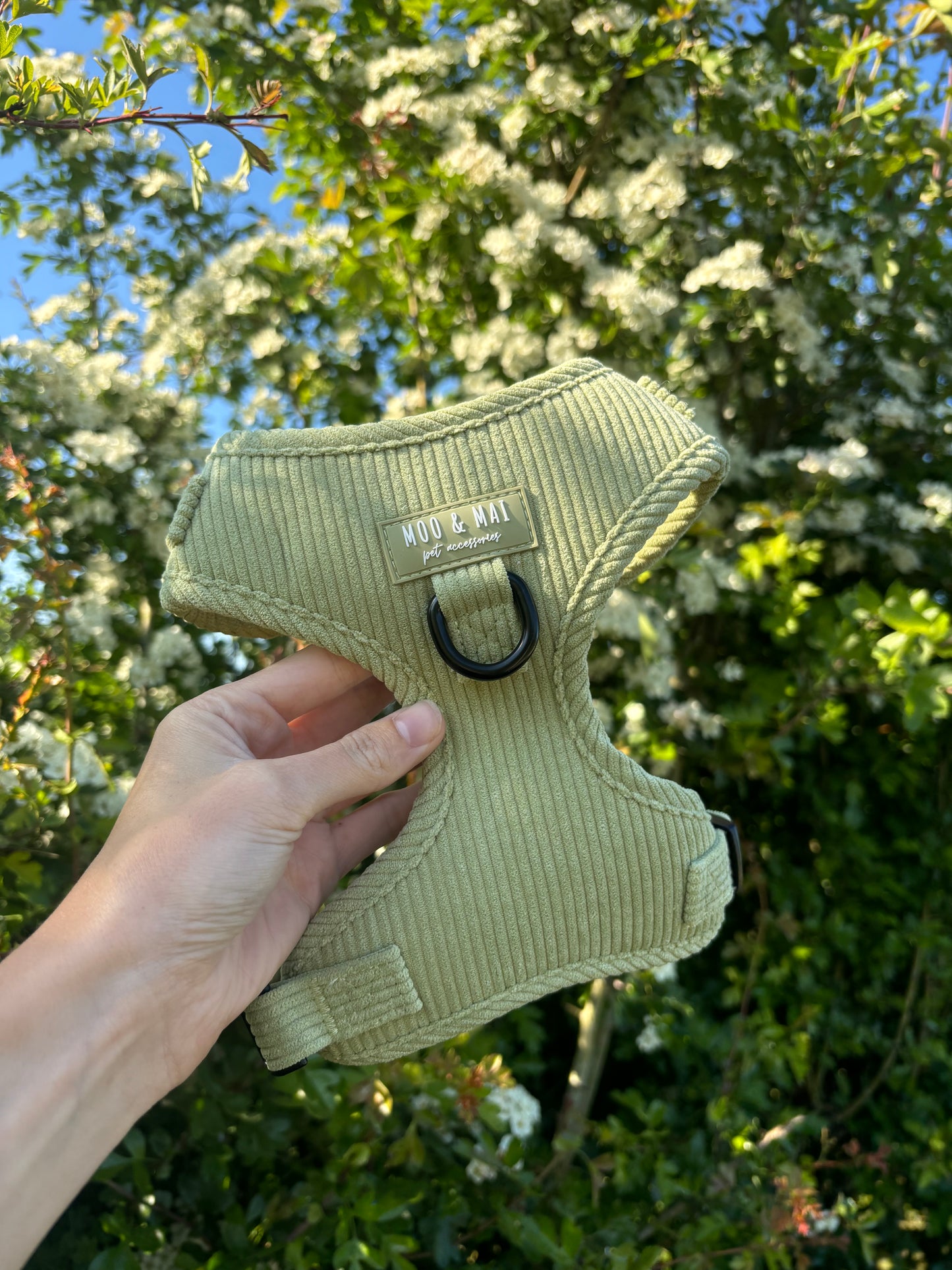 ‘Pistachio Paws’ 3 Piece Essentials Walkies set