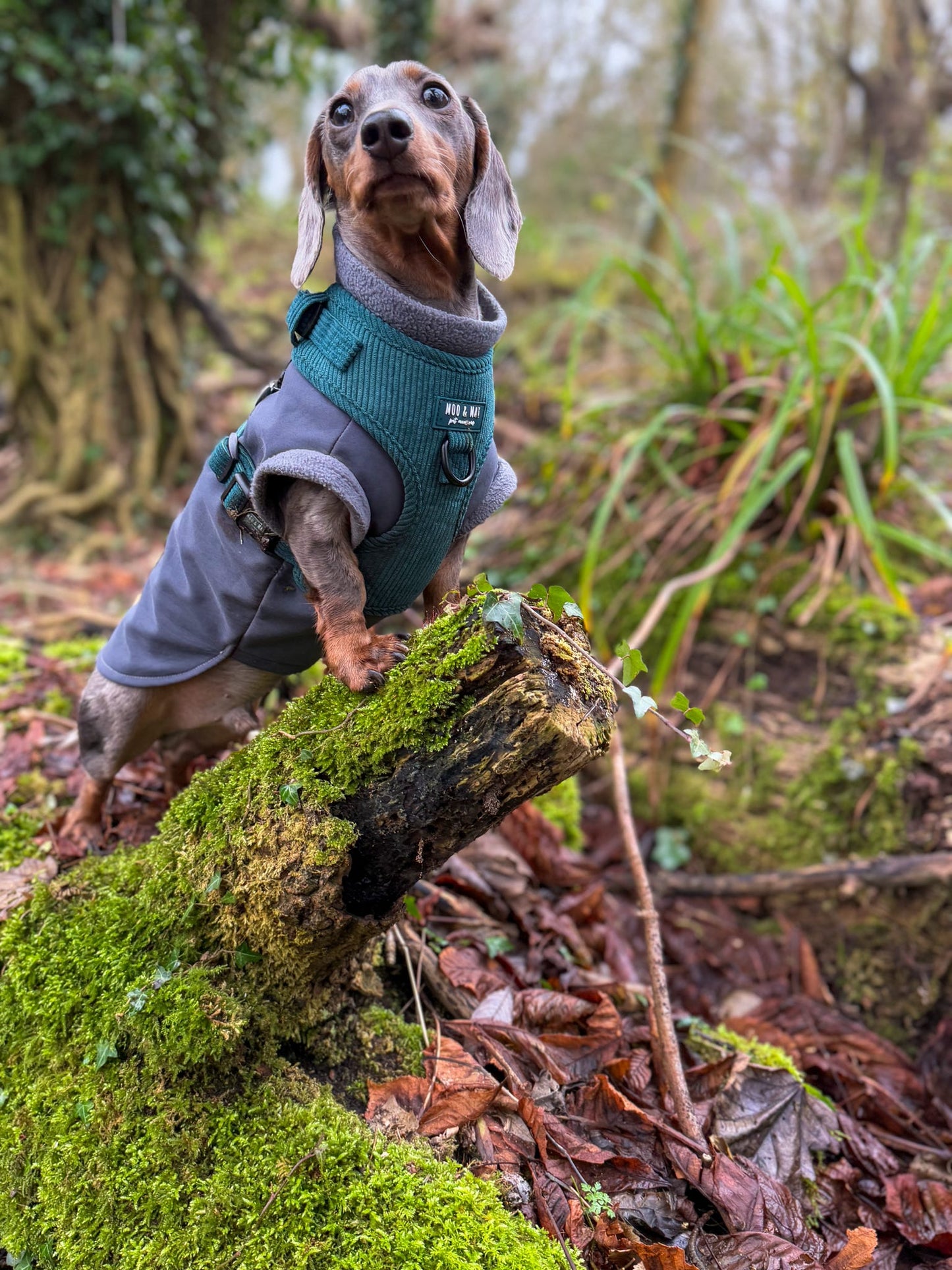 Midnight Moss - Full 5 Piece Walkies Bundle