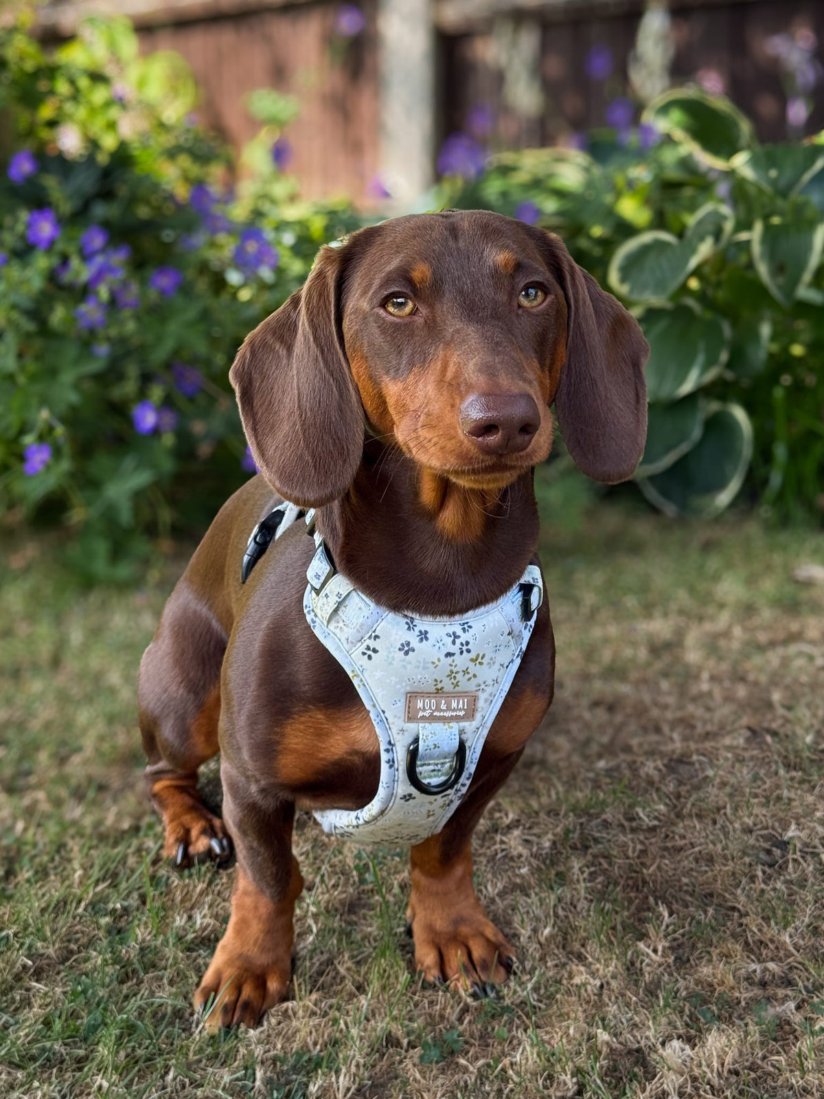 ‘Dusky Daisy’ - 3 Click Harness