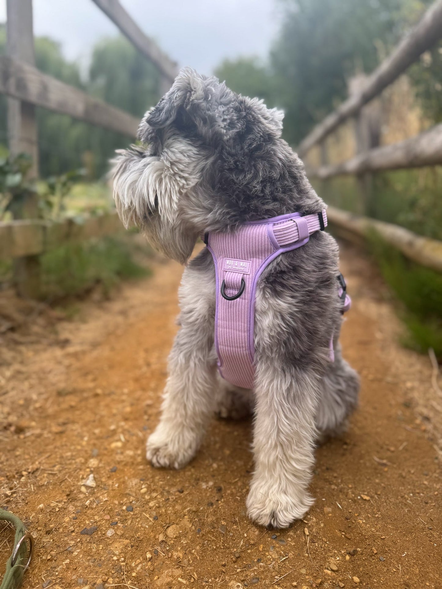 NEW 3 Click Harness - ‘Lavender Daze’