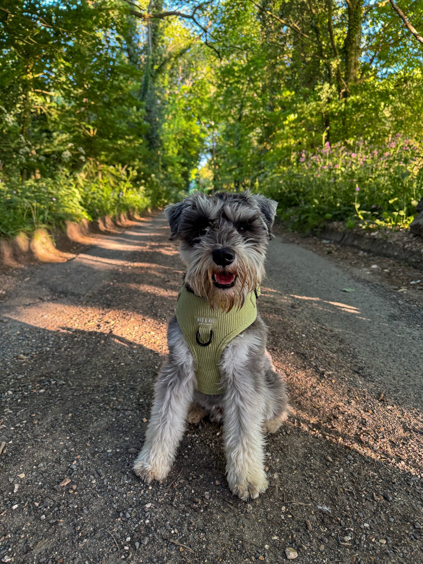 ‘Pistachio Paws’ 3 Piece Essentials Walkies set