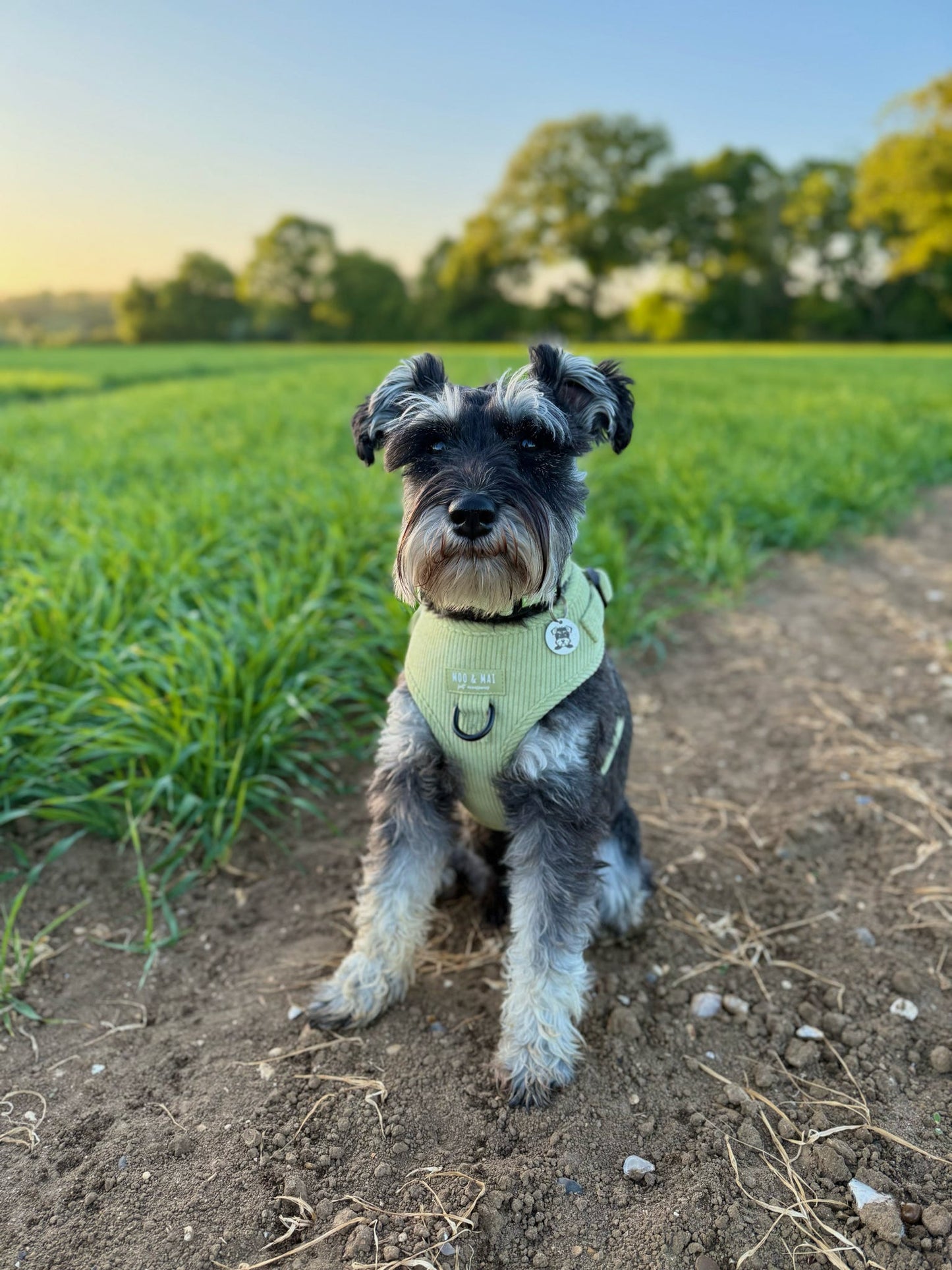 ‘Pistachio Paws’ - Adjustable Harness
