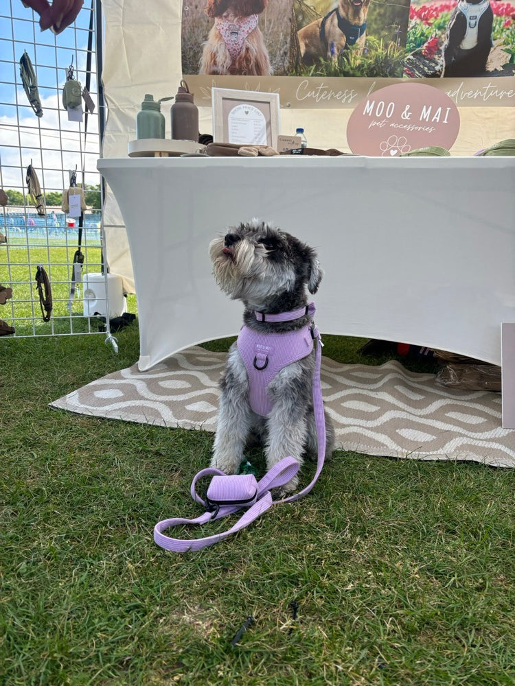 Moo and Mai out and about at a dog event