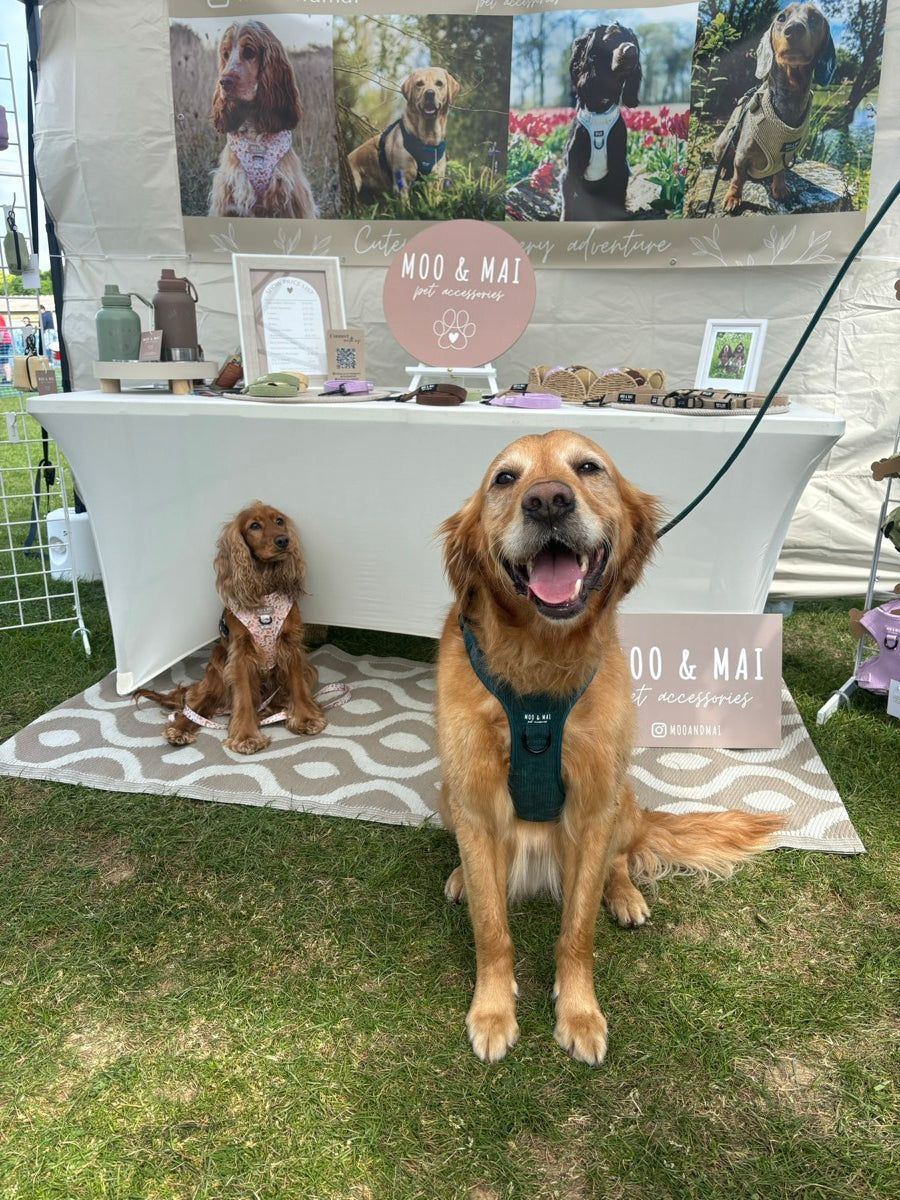 Moo and Mai out and about at a dog event