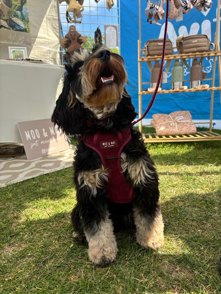 Moo and Mai out and about at a dog event