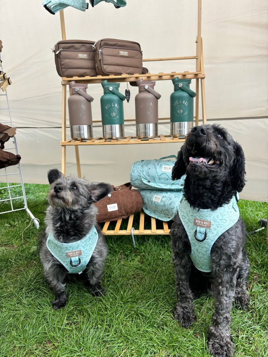 Moo and Mai out and about at a dog event