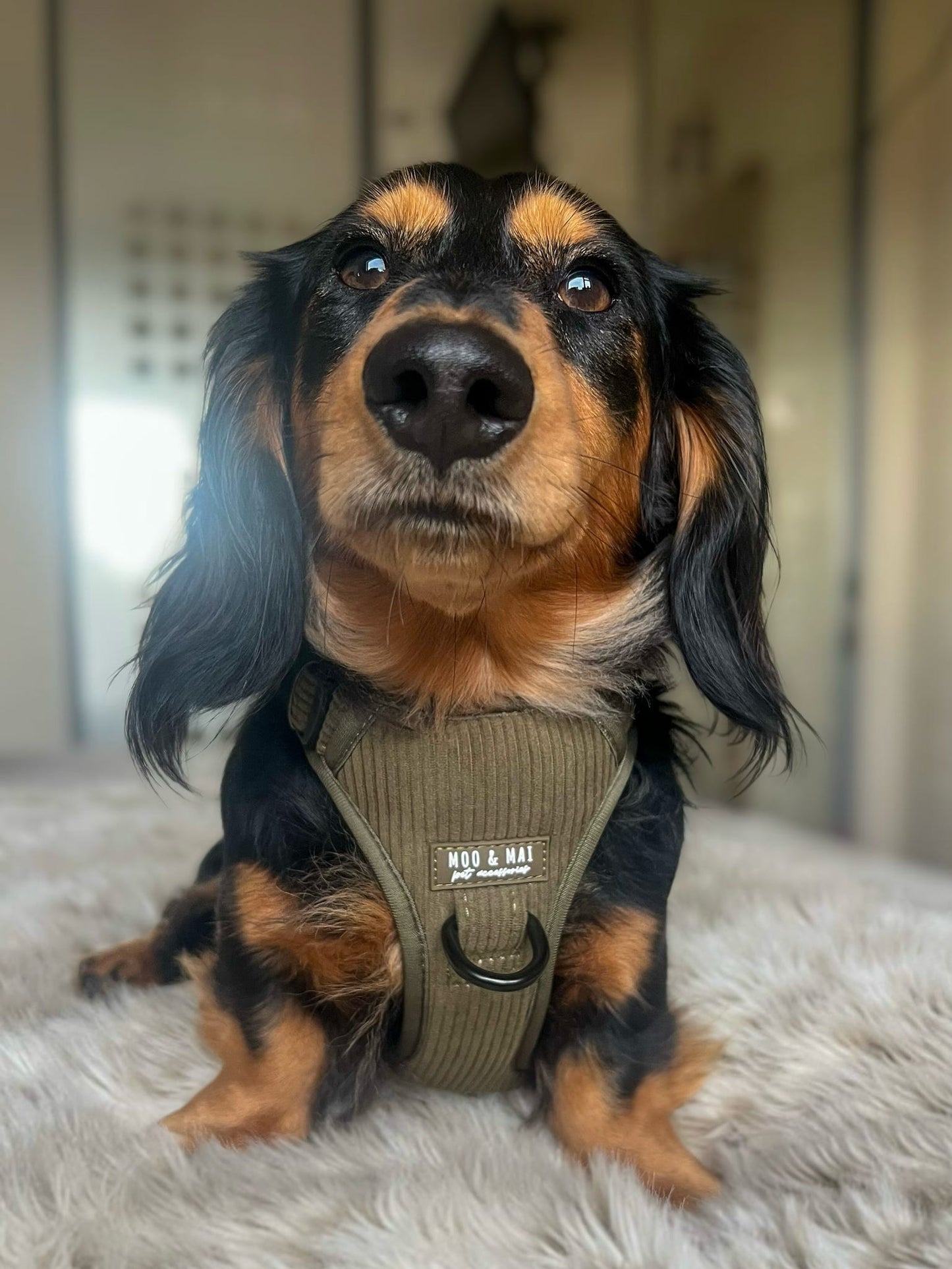 New ‘Olive Branch’ 3 Click Harness