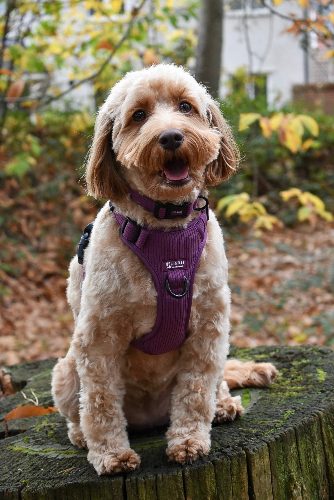 New ‘Frosted Plum’ 3 Click Harness