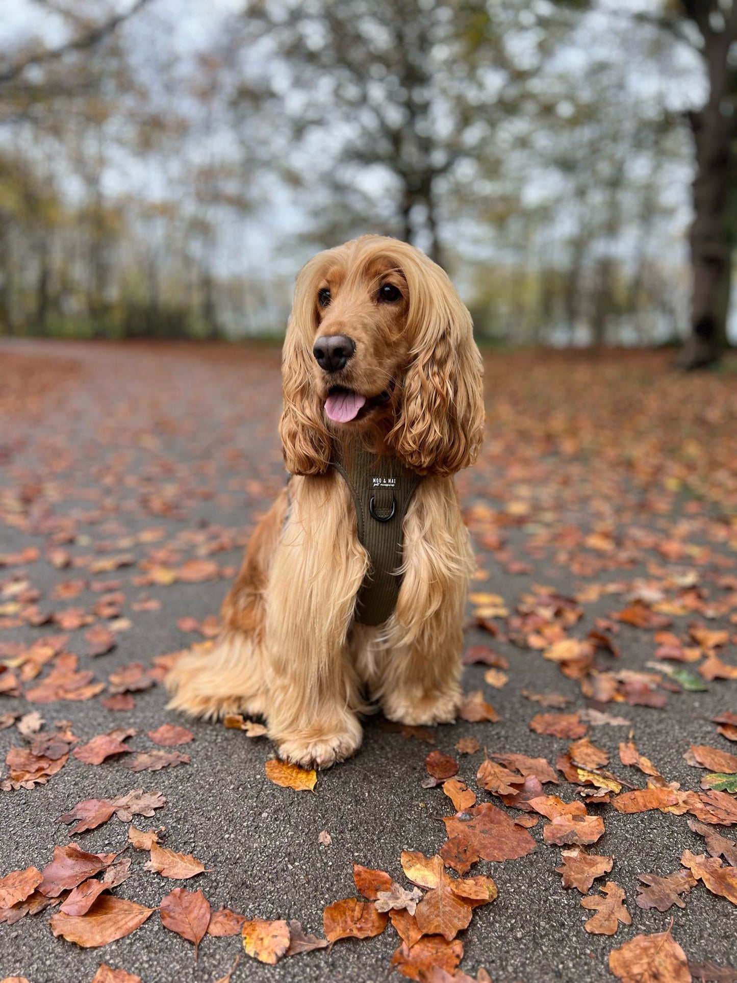 New ‘Olive Branch’ 3 Click Harness