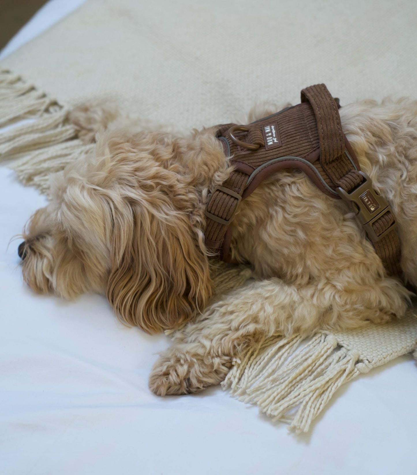 New ‘Choc Chip’ 3 Click Harness