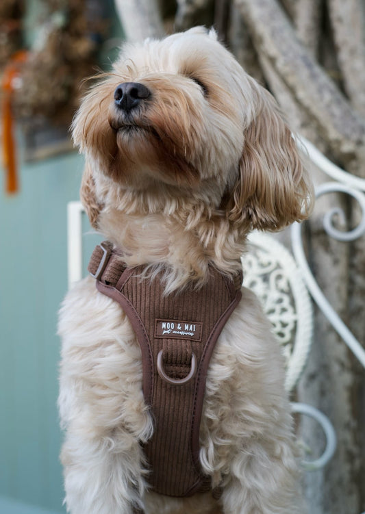 New ‘Choc Chip’ 3 Click Harness