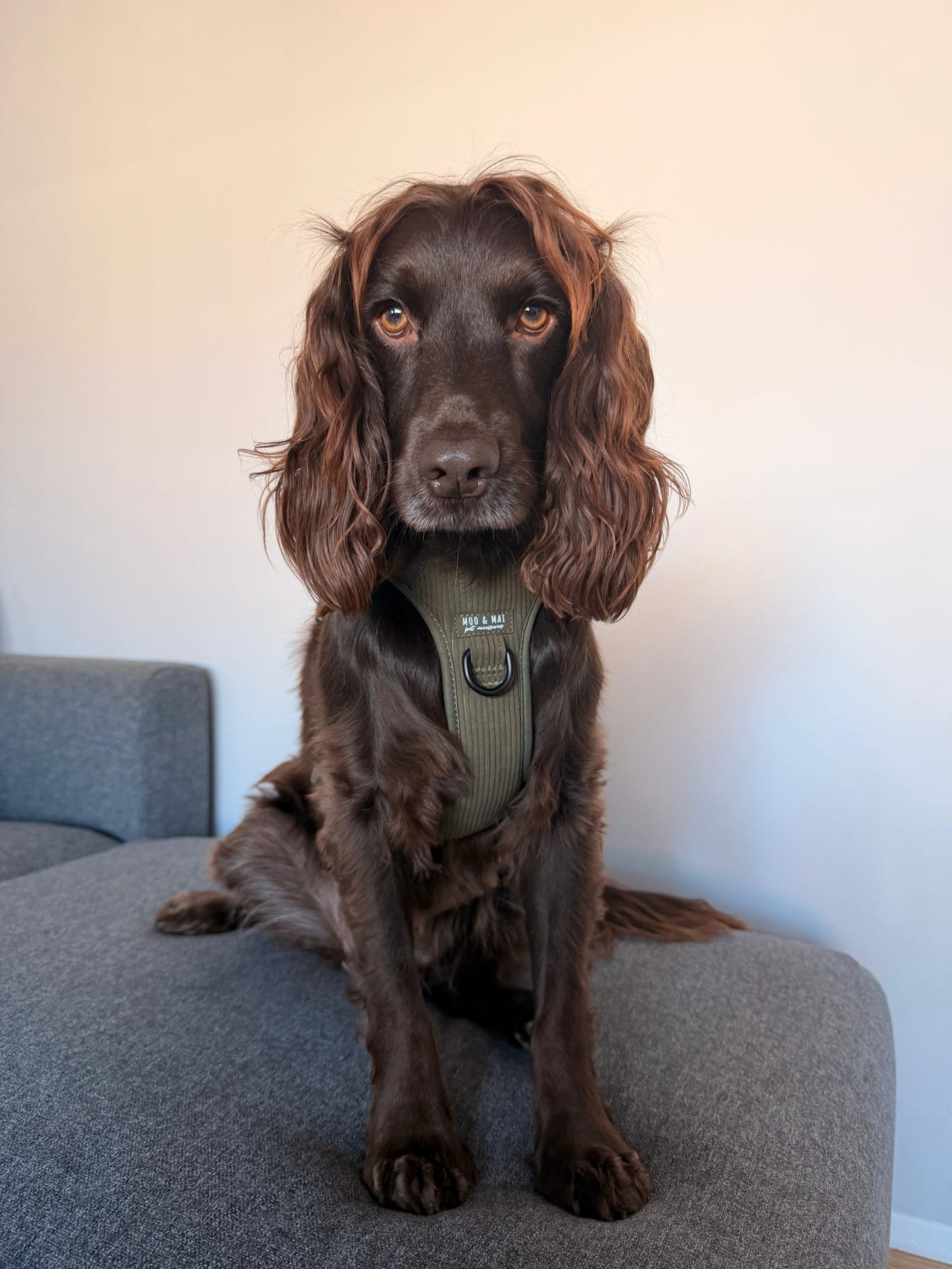 New ‘Olive Branch’ 3 Click Harness